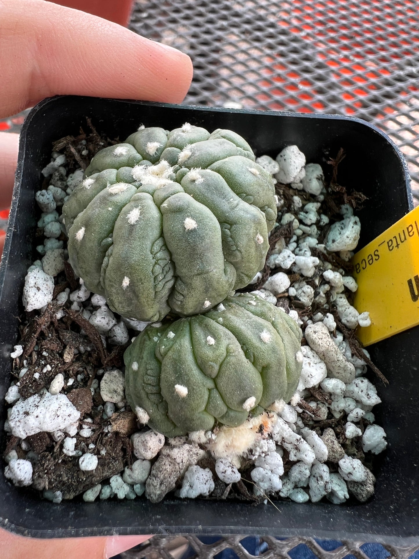 Astrophytum asterias kikko monstrose two headed BRITTLE #2