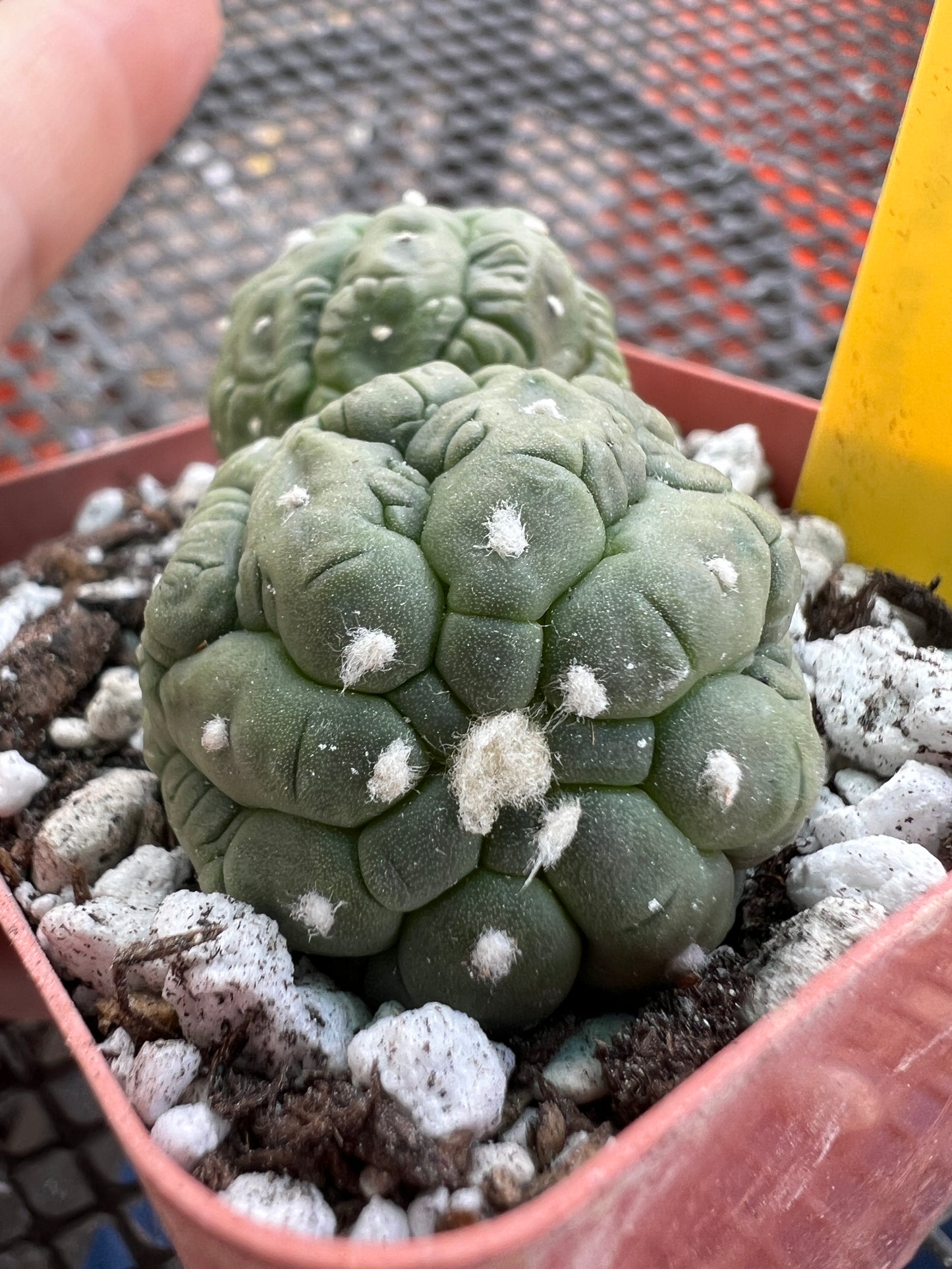 Astrophytum asterias kikko monstrose BRITTLE #3