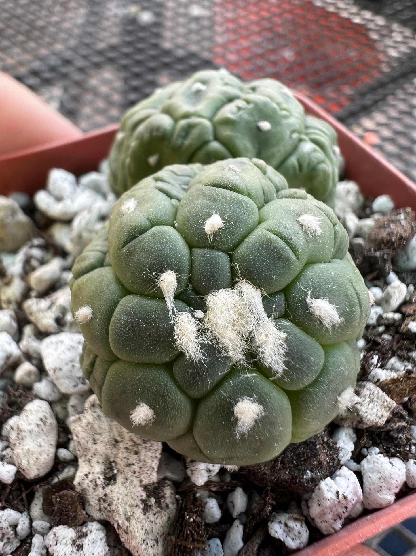 Astrophytum asterias kikko monstrose BRITTLE #3