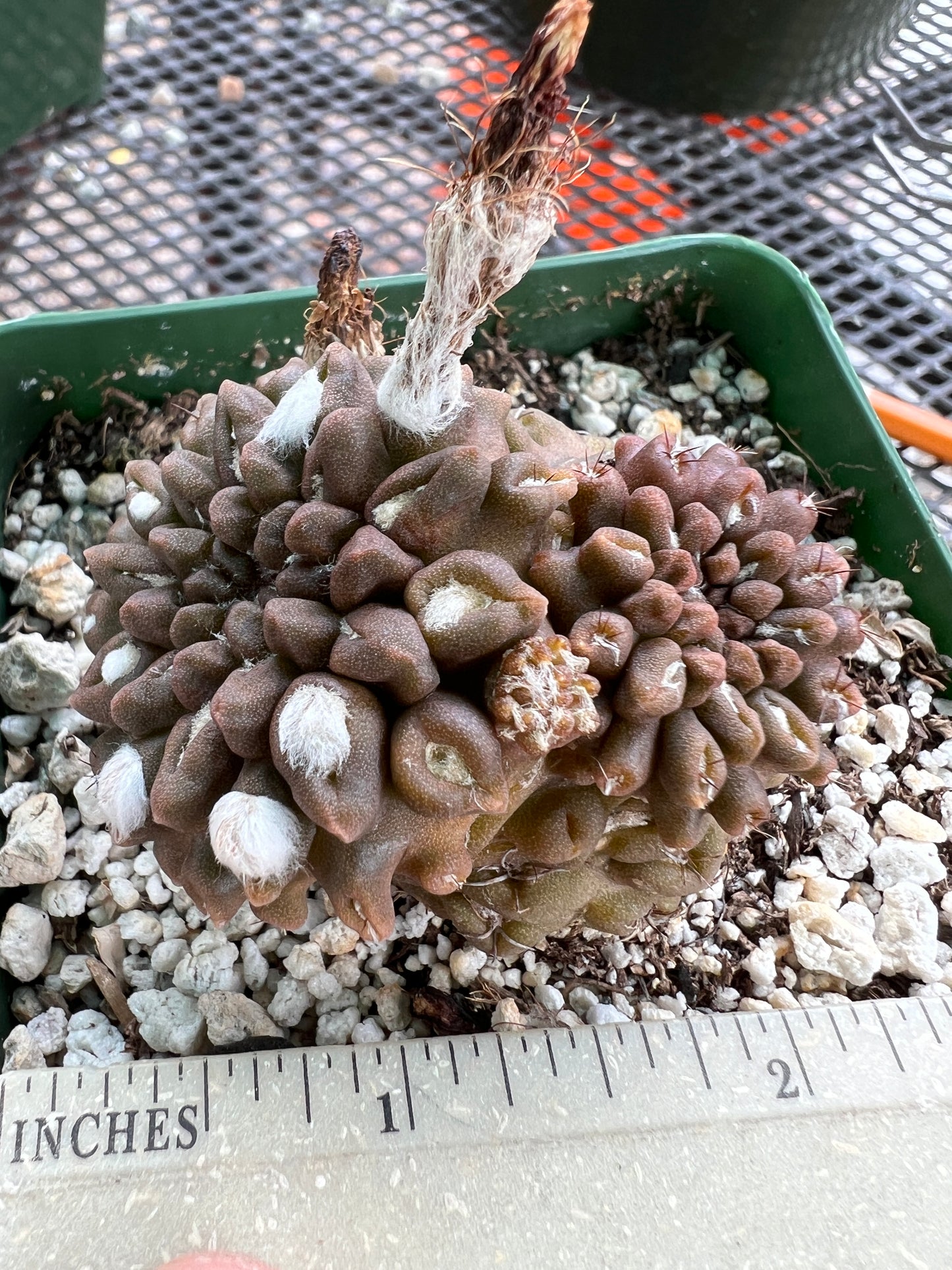 Neochilenia Occulta pupping form rare cactus #1