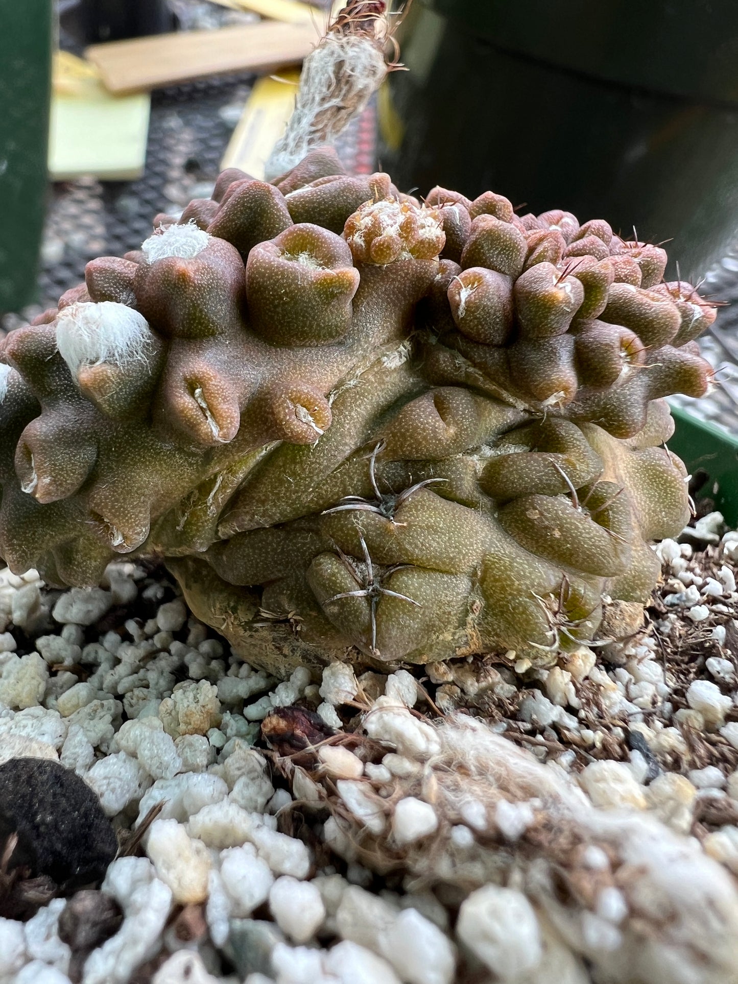 Neochilenia Occulta pupping form rare cactus #1