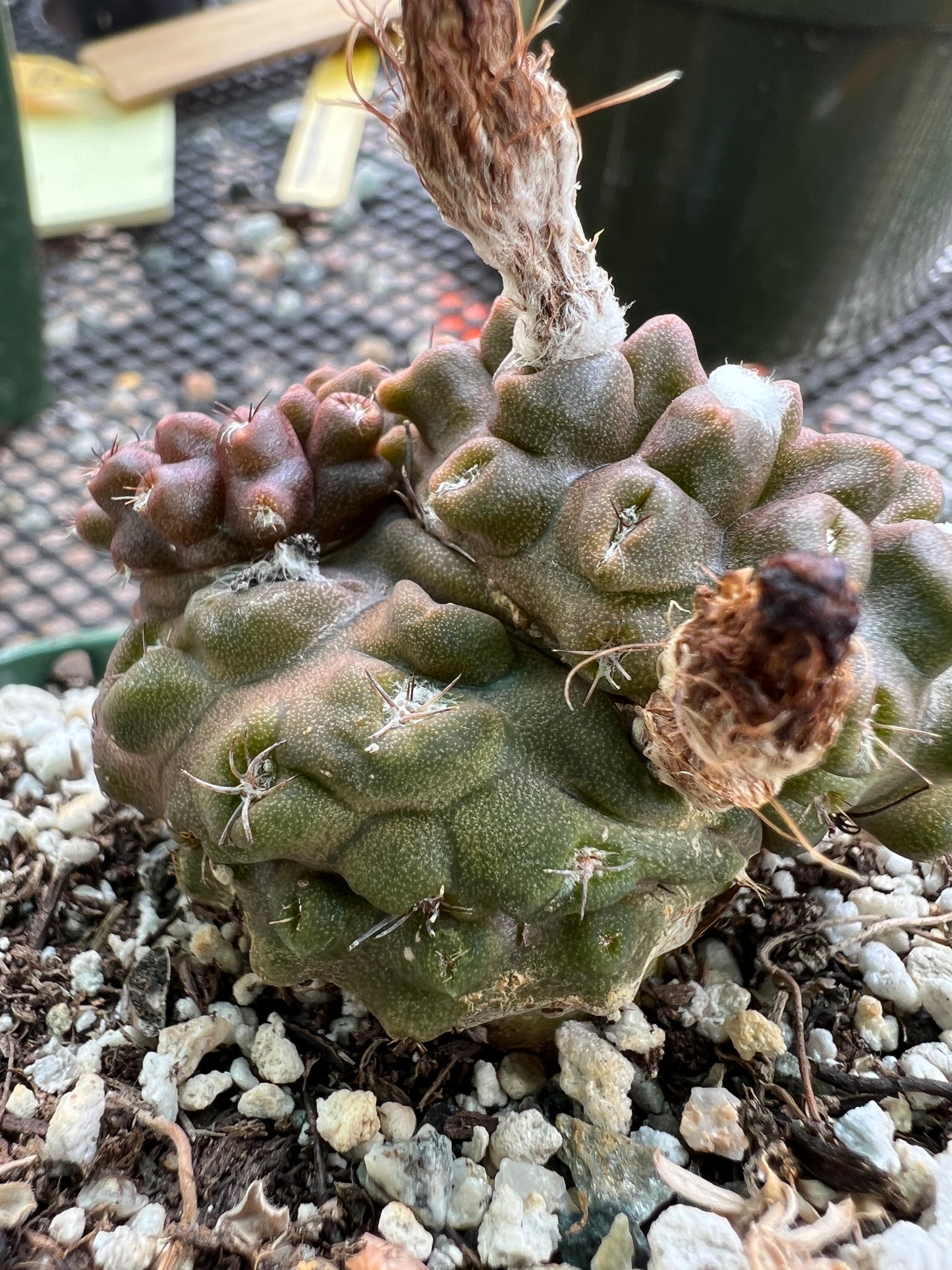 Neochilenia Occulta pupping form rare cactus #1