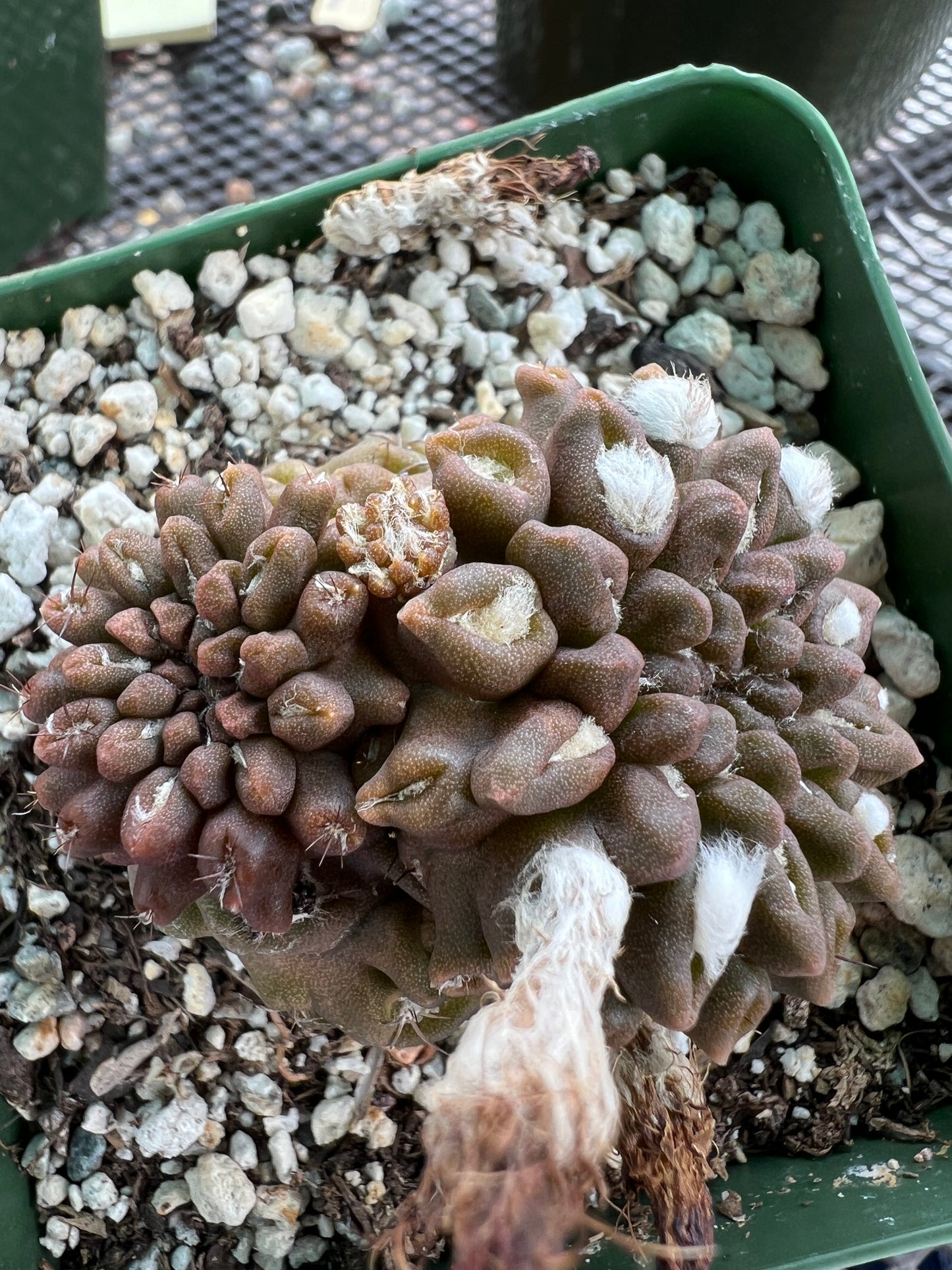 Neochilenia Occulta pupping form rare cactus #1