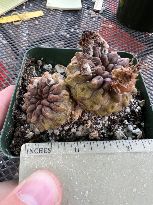 Neochilenia Occulta two headed cactus #3