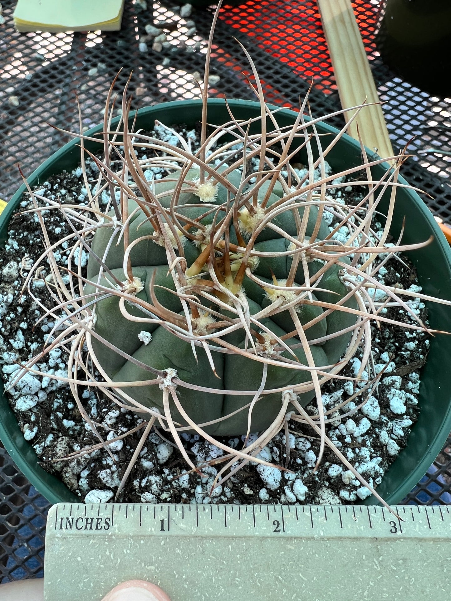 Gymnocalycium cardesianum very spiny cactus in 6 inch pot