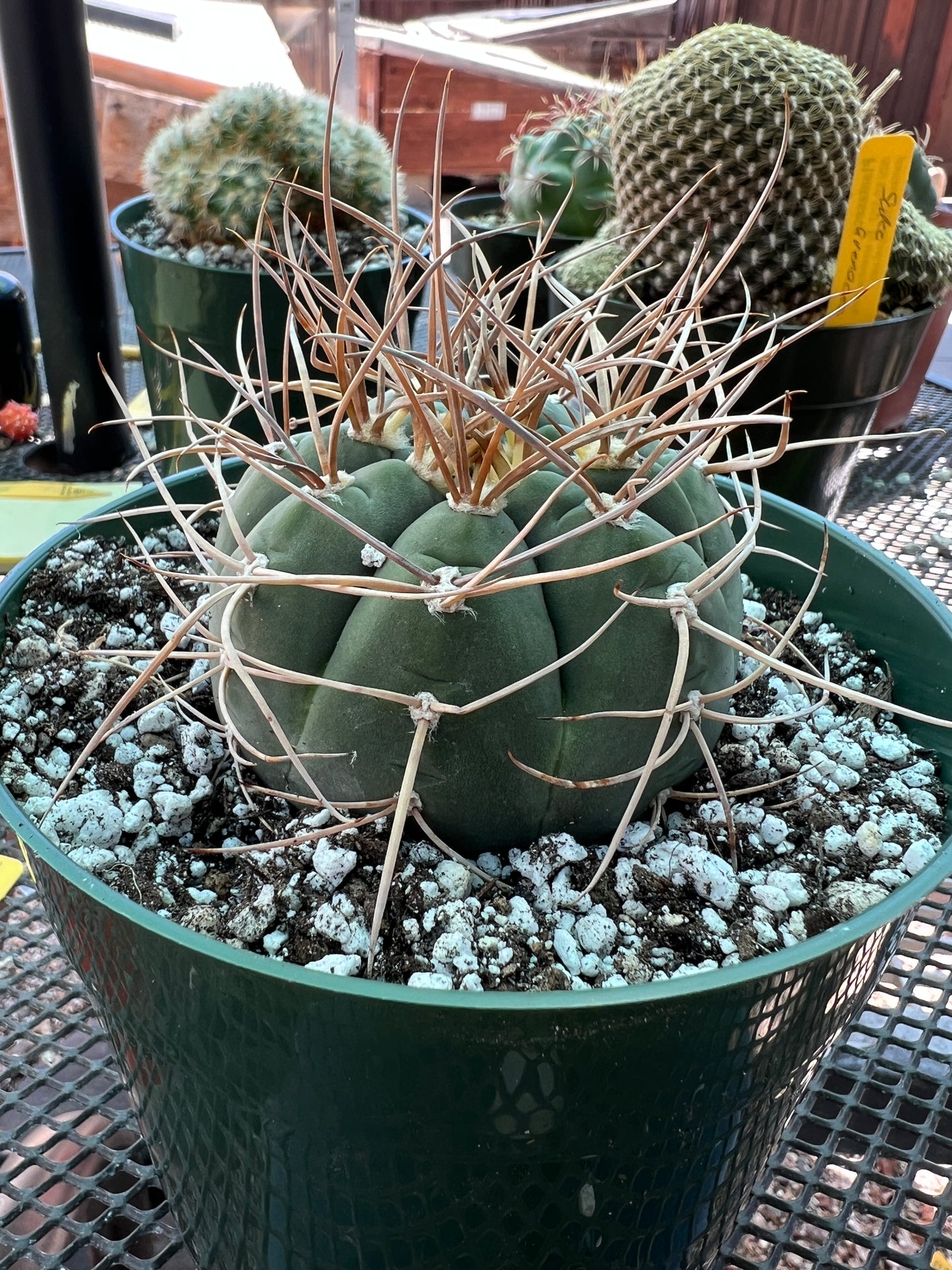 Gymnocalycium cardesianum very spiny cactus in 6 inch pot