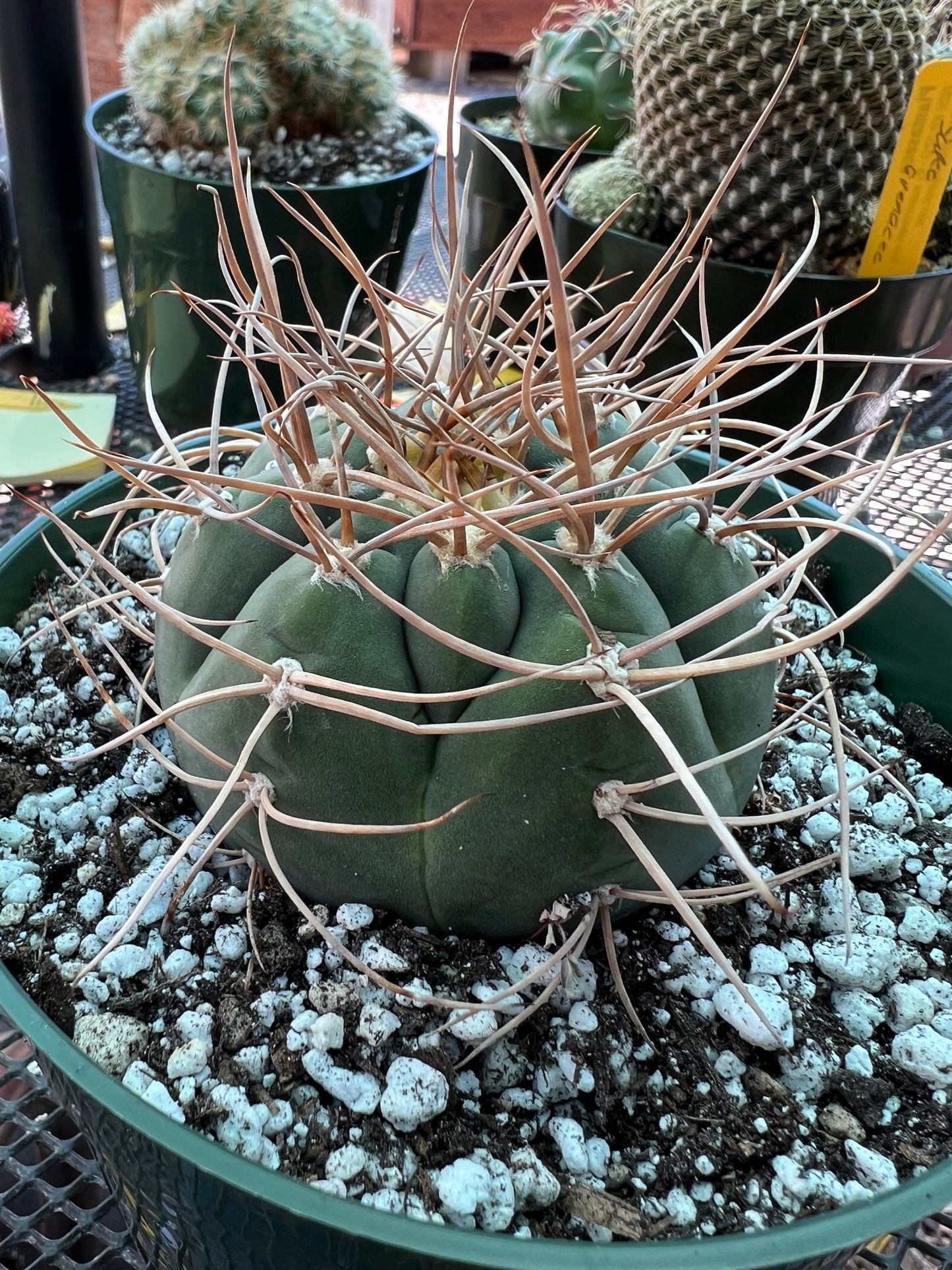 Gymnocalycium cardesianum very spiny cactus in 6 inch pot