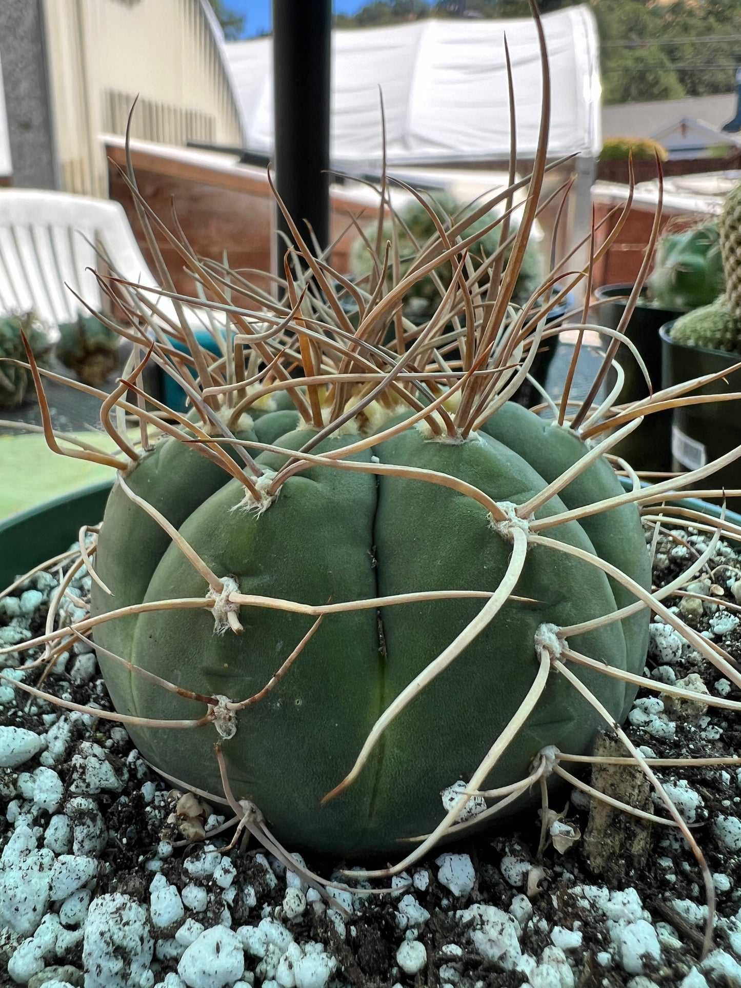 Gymnocalycium cardesianum very spiny cactus in 6 inch pot