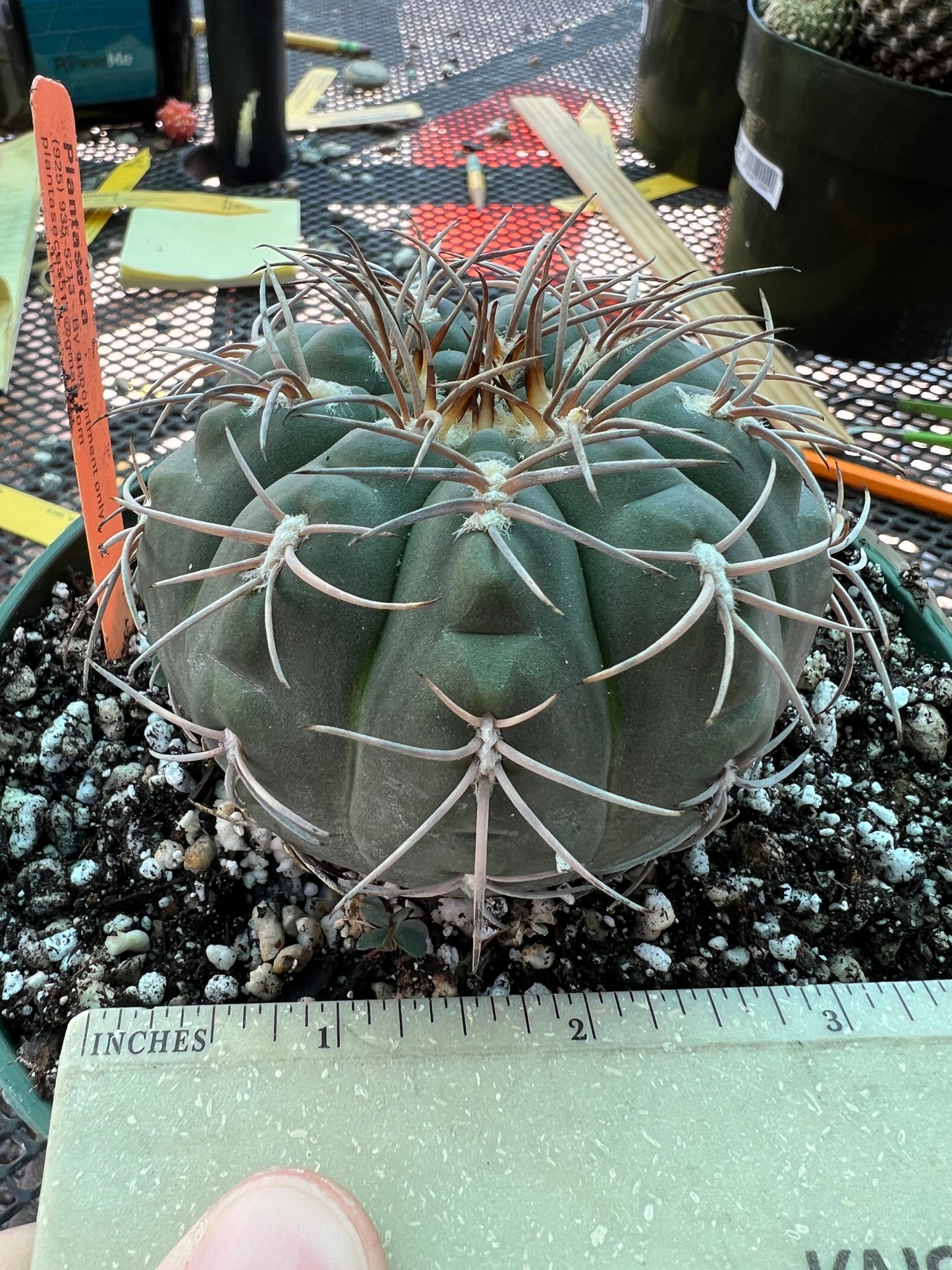 Gymnocalycium Speggazini cactus in 6 inch pot