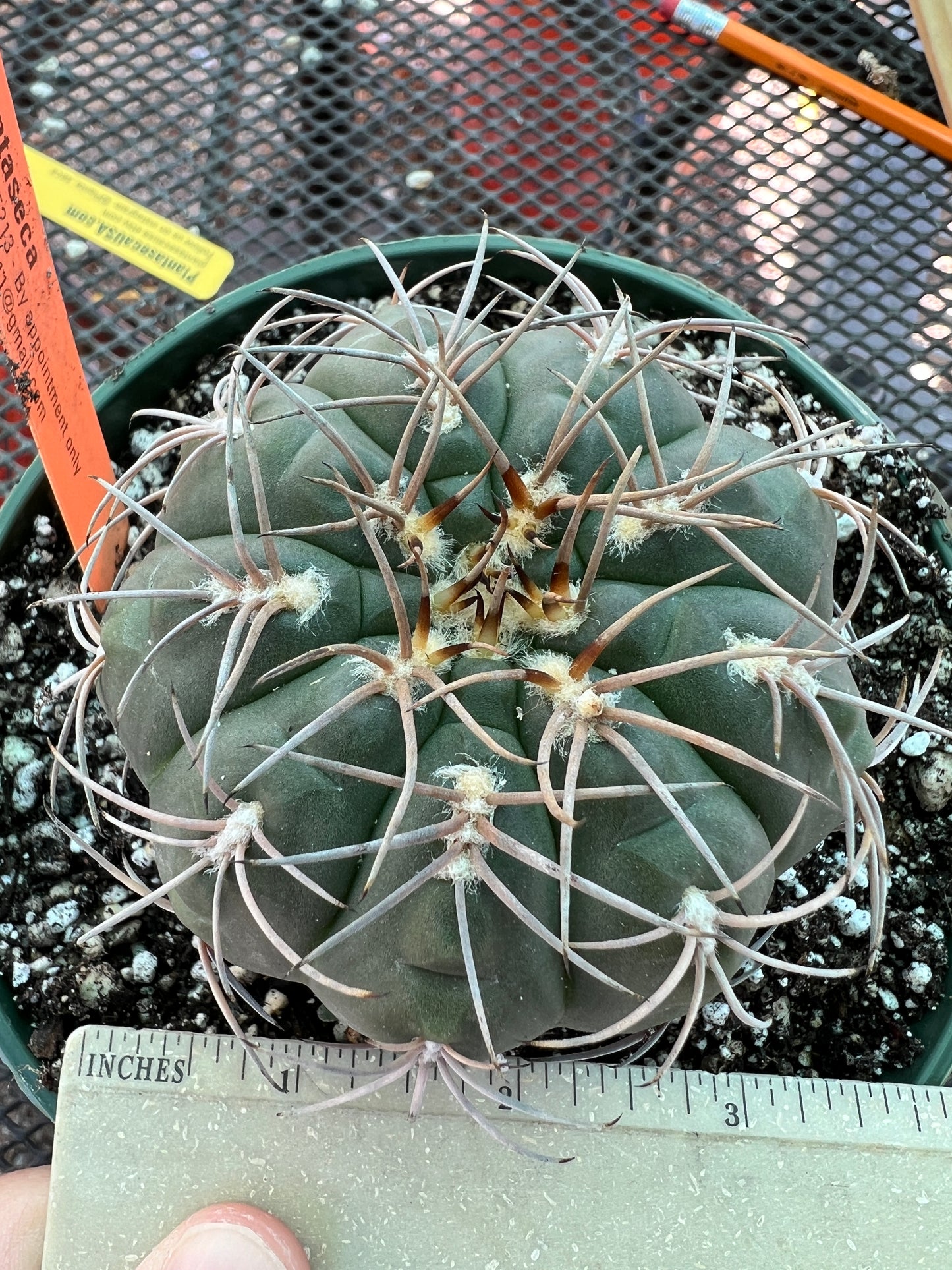 Gymnocalycium Speggazini cactus in 6 inch pot