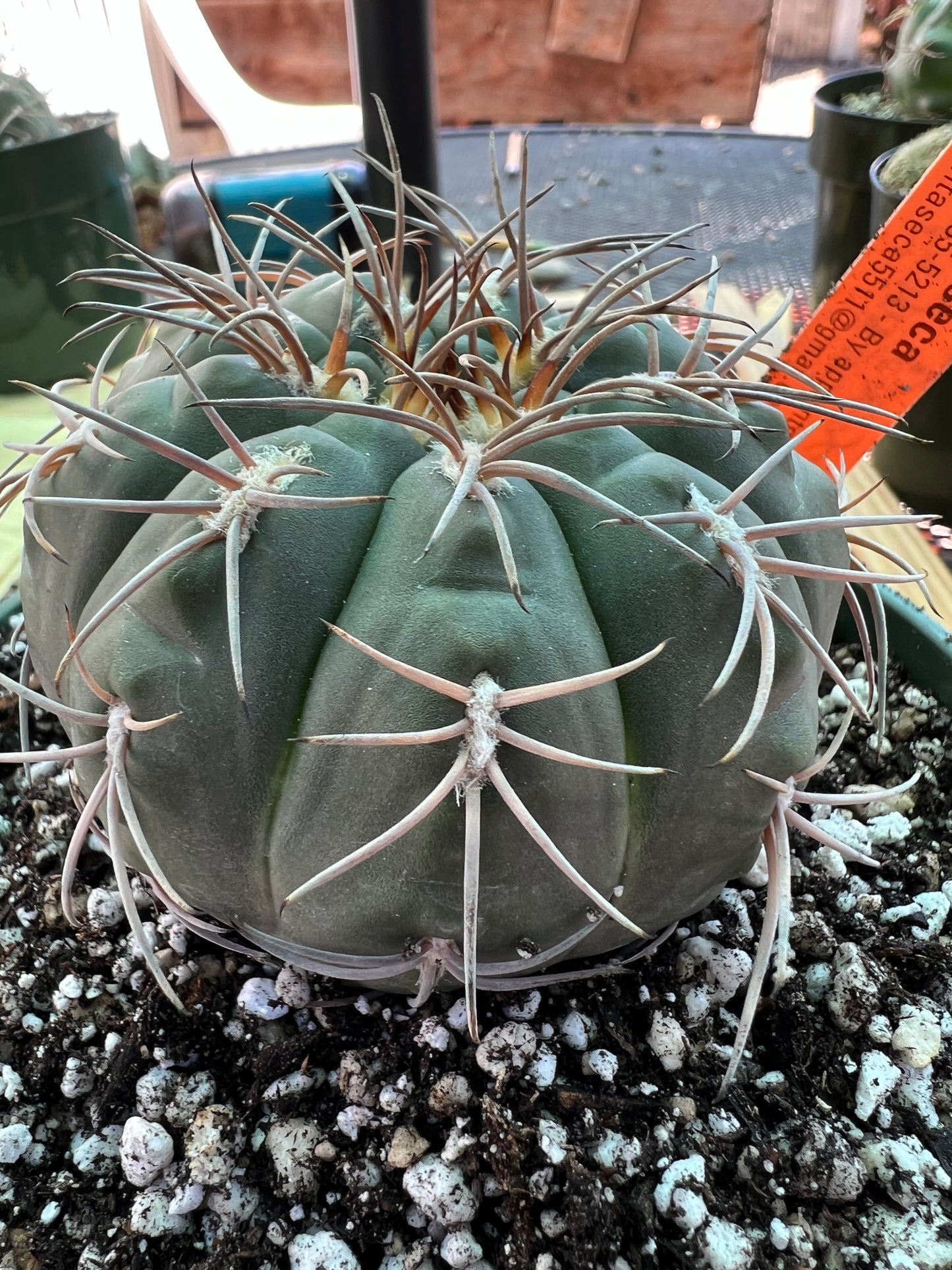 Gymnocalycium Speggazini cactus in 6 inch pot