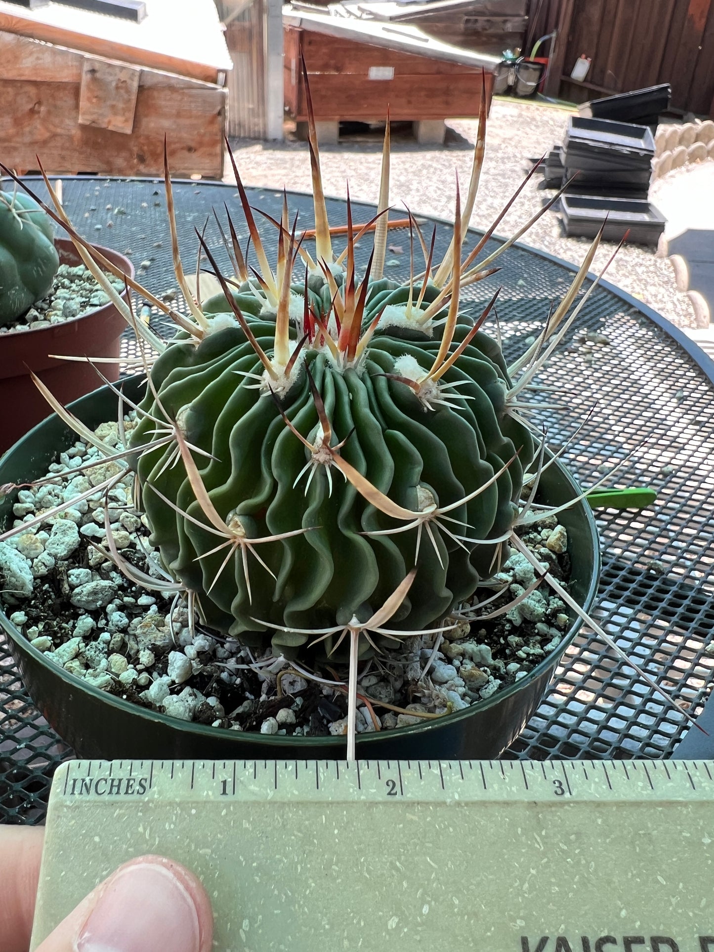 Stenocactus ochoterenanus cactus in 6 inch pot