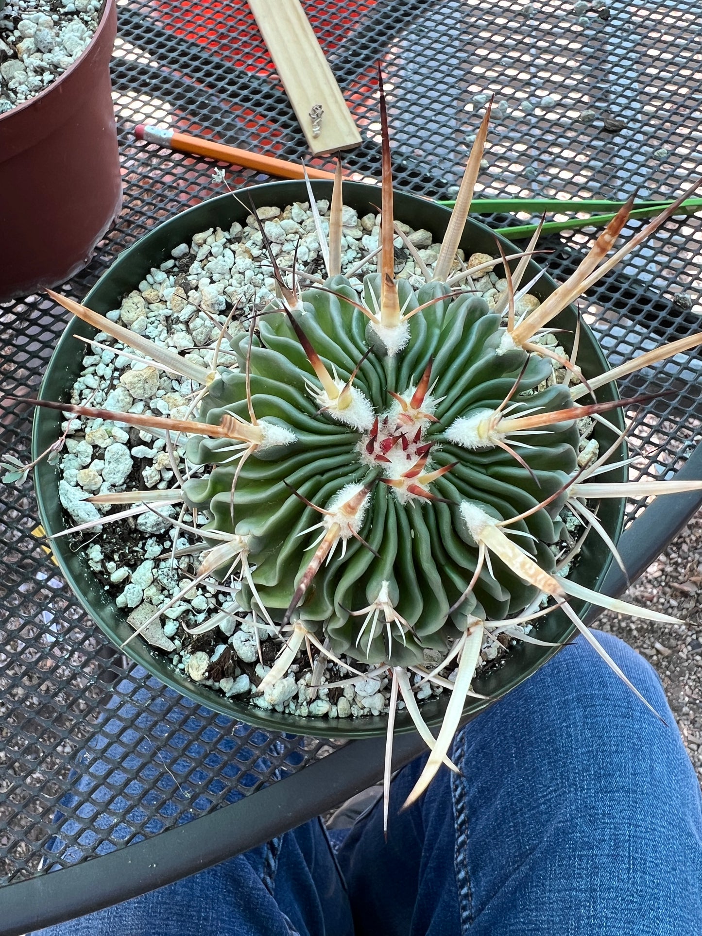 Stenocactus ochoterenanus cactus in 6 inch pot