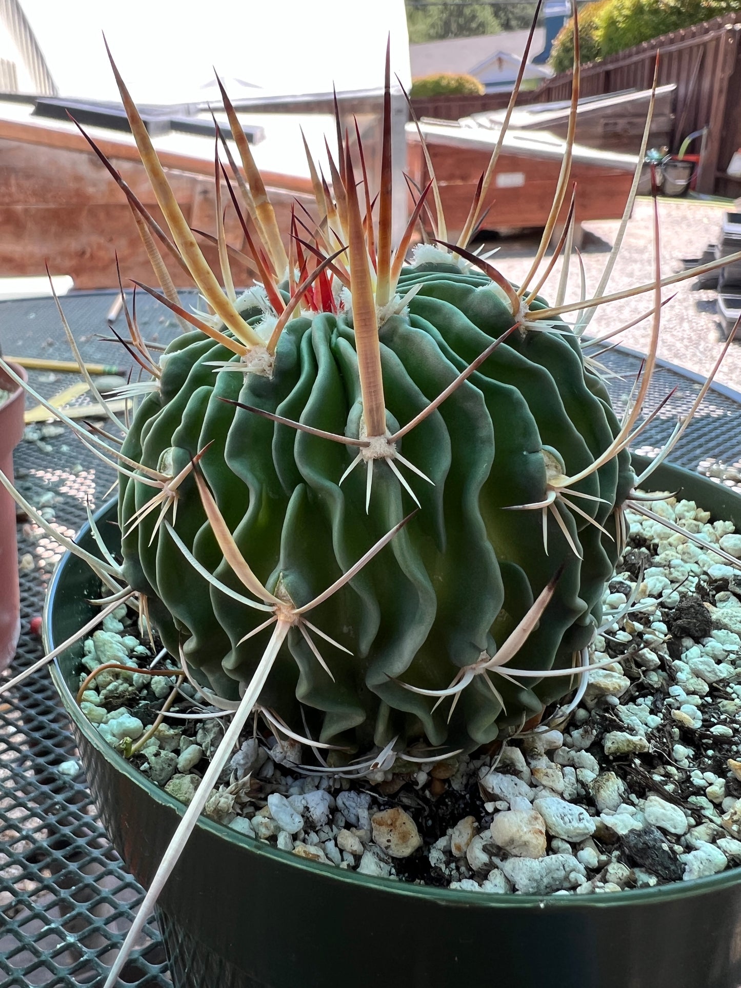 Stenocactus ochoterenanus cactus in 6 inch pot