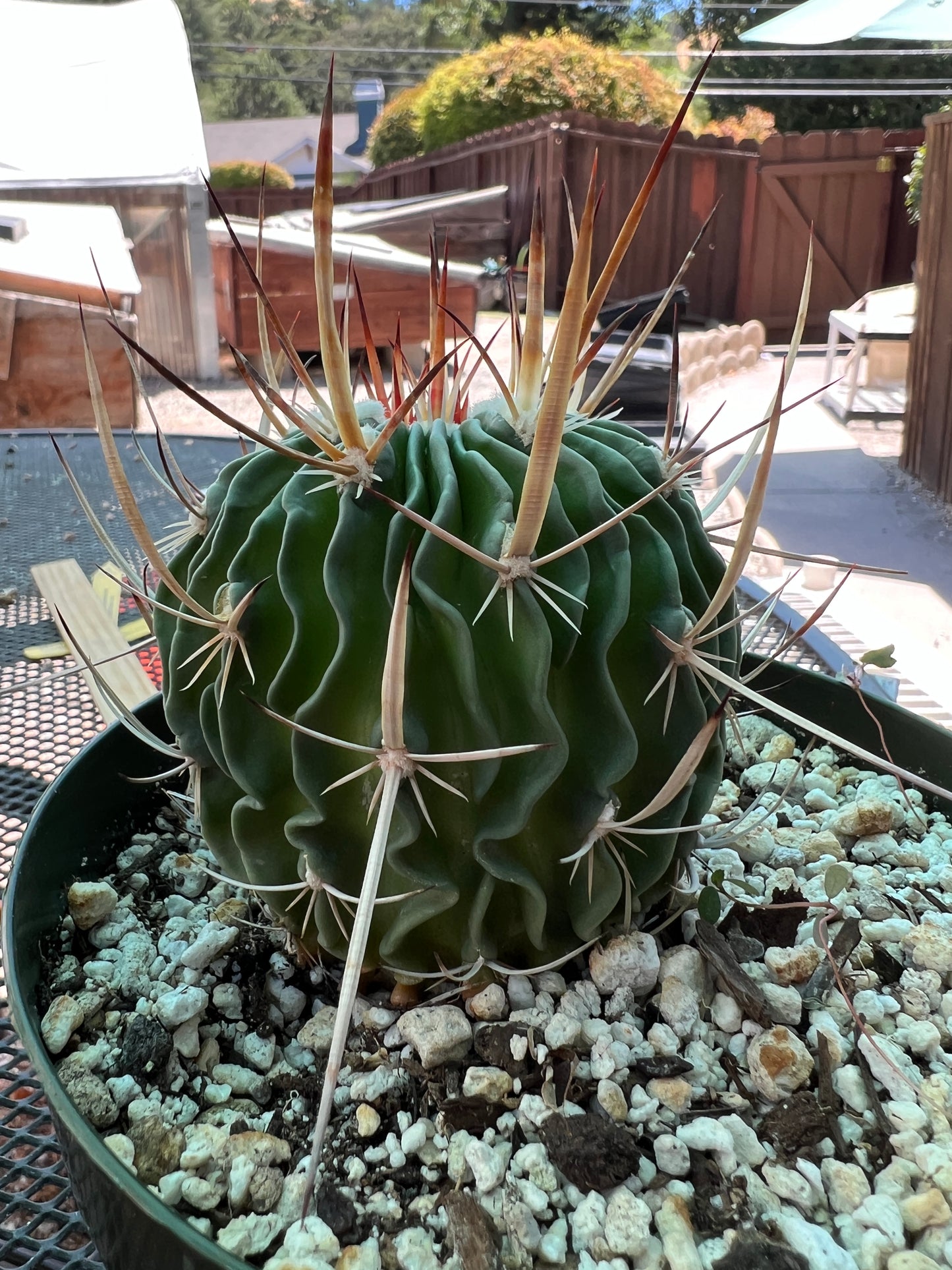 Stenocactus ochoterenanus cactus in 6 inch pot