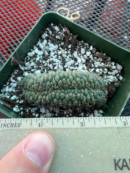 Gymnocalycium ochoterranae crest #10