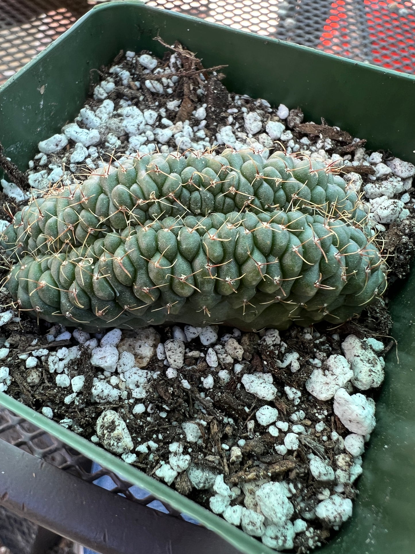 Gymnocalycium ochoterranae crest #10