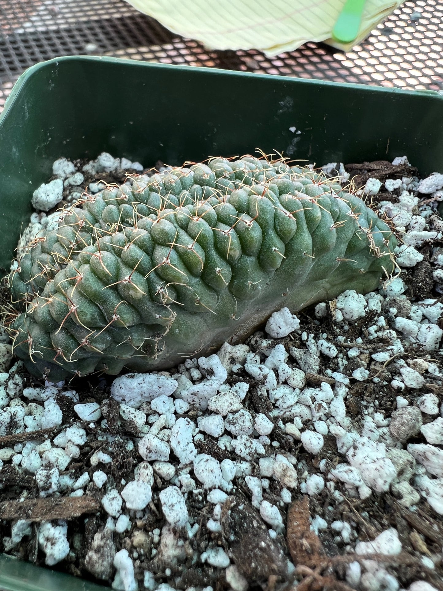 Gymnocalycium ochoterranae crest #10