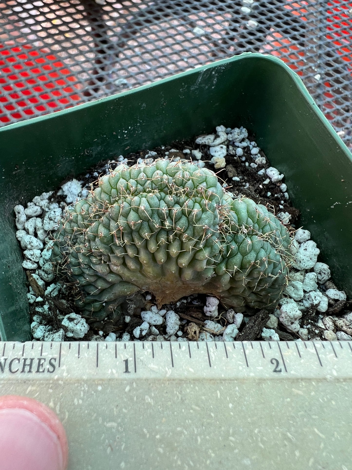 Gymnocalycium ochoterranae crest #11