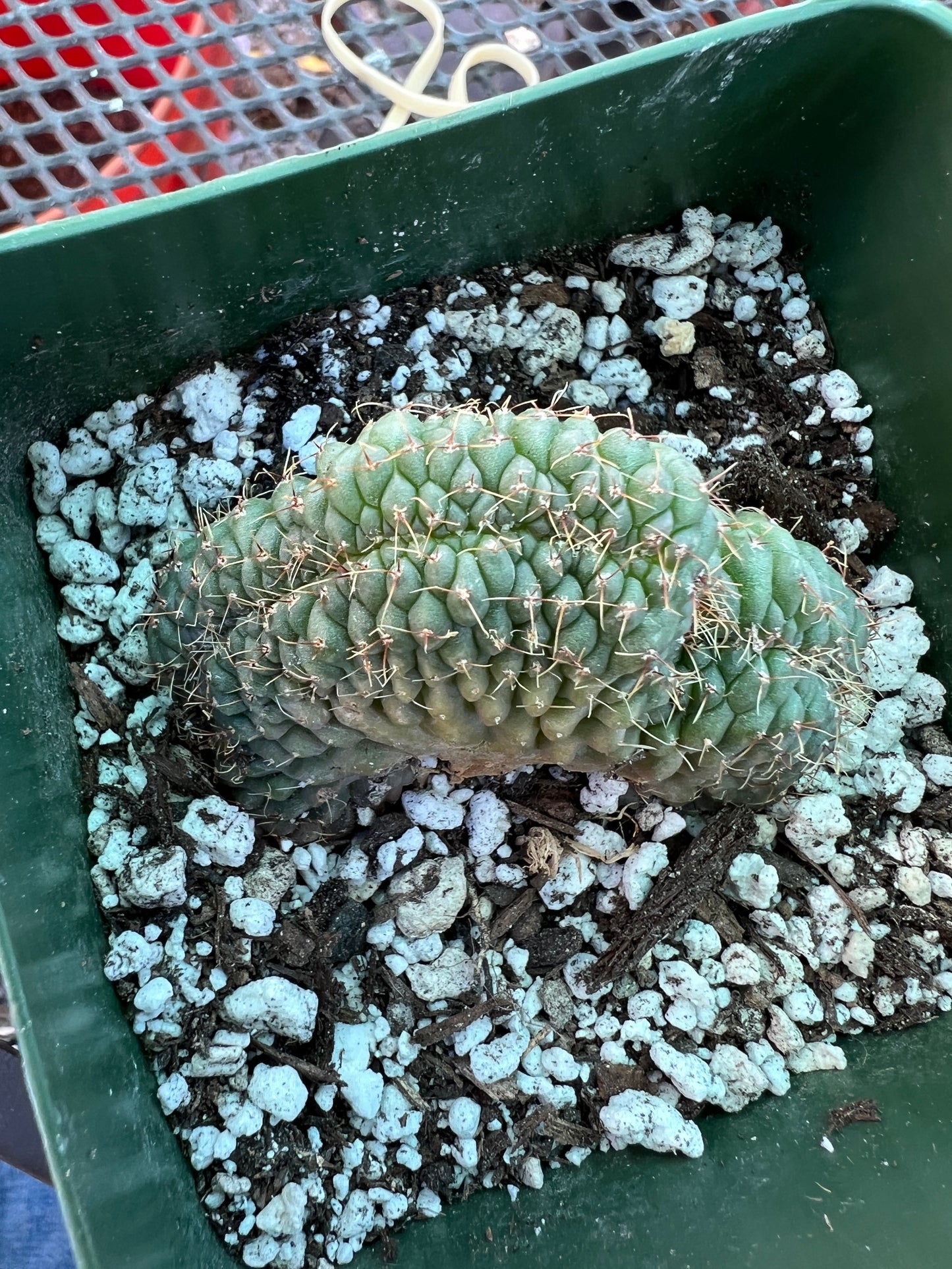 Gymnocalycium ochoterranae crest #11