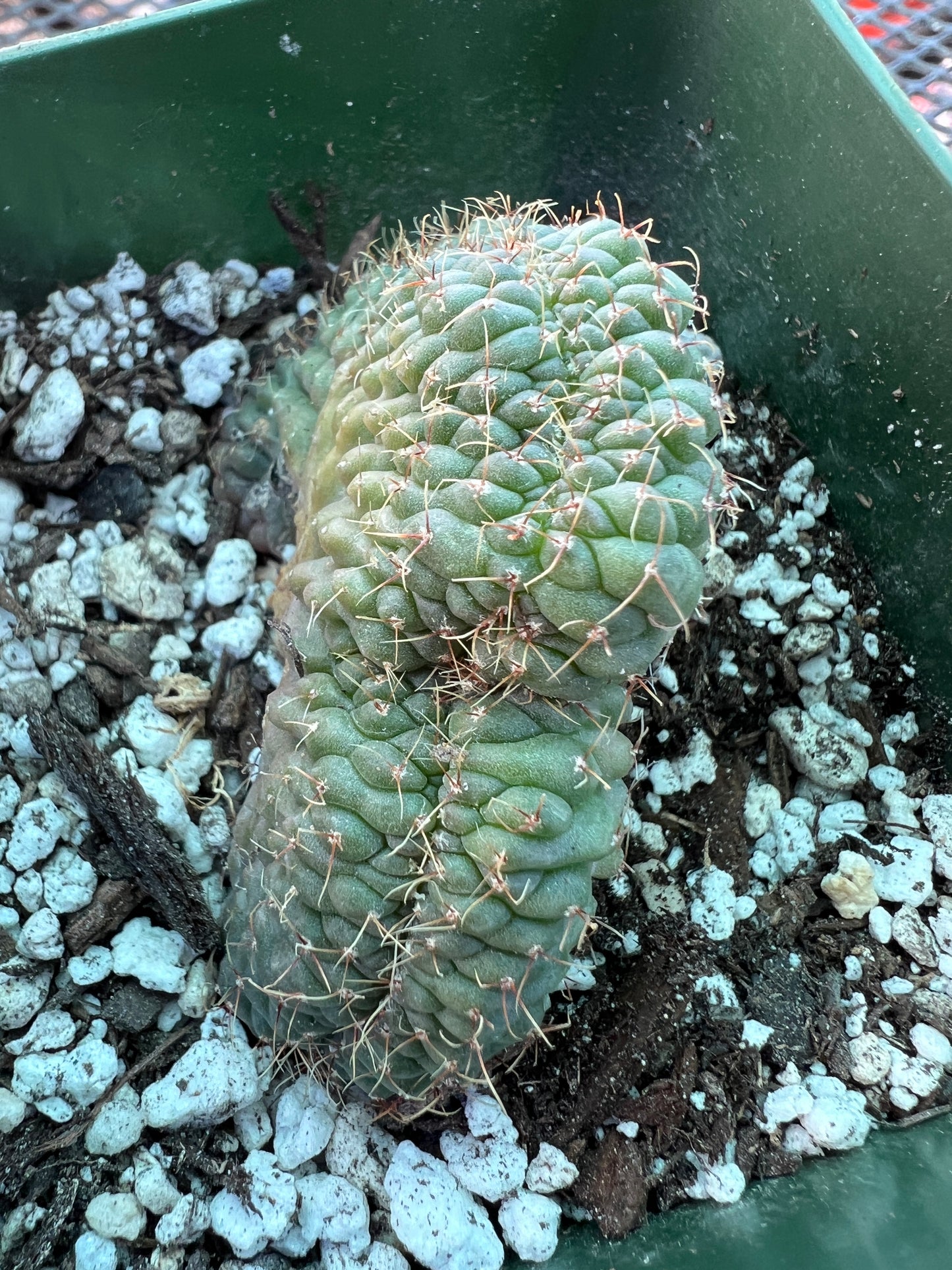 Gymnocalycium ochoterranae crest #11