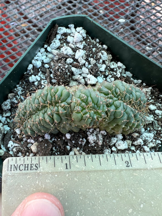 Gymnocalycium ochoterranae crest #12