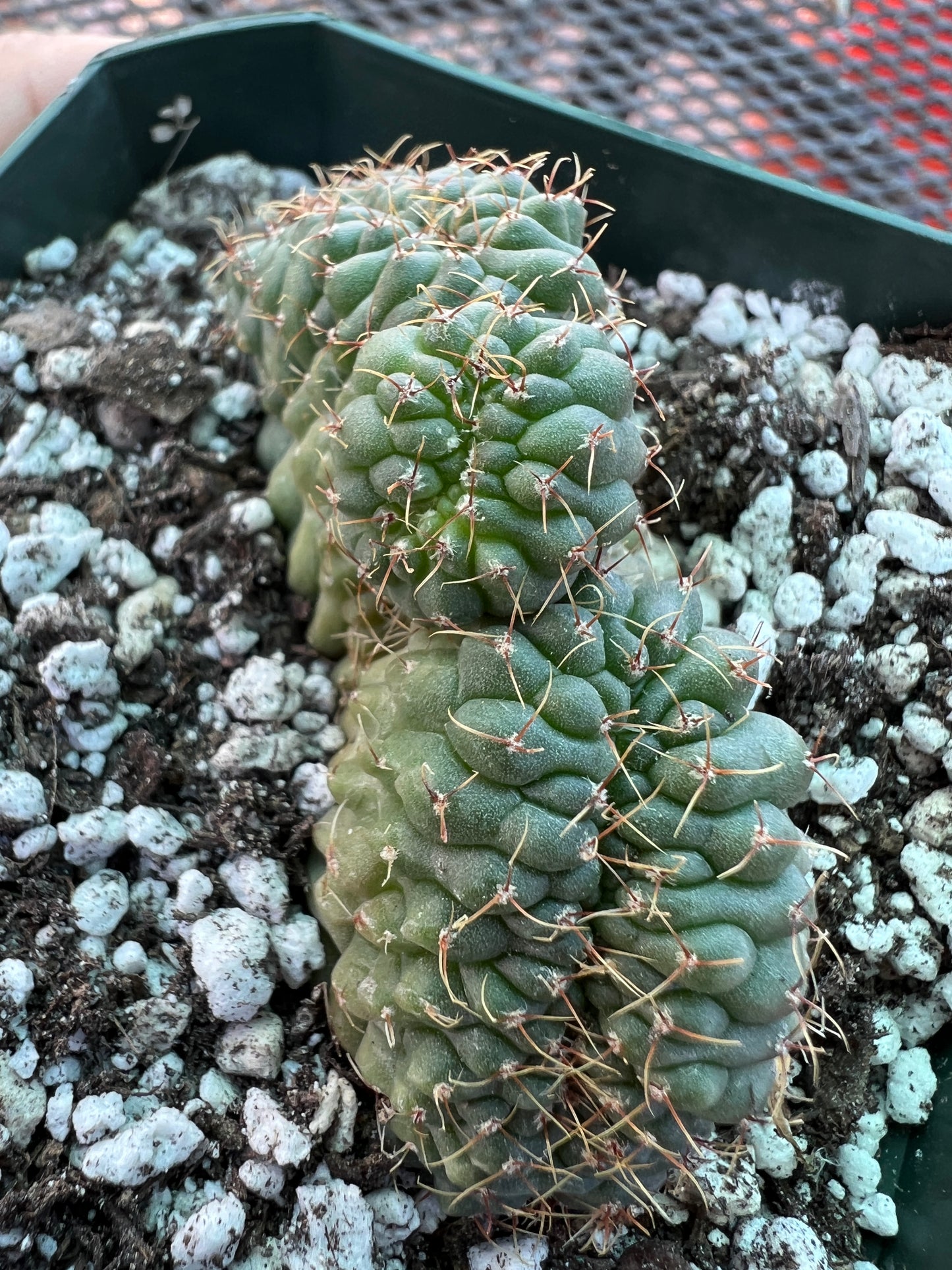 Gymnocalycium ochoterranae crest #12