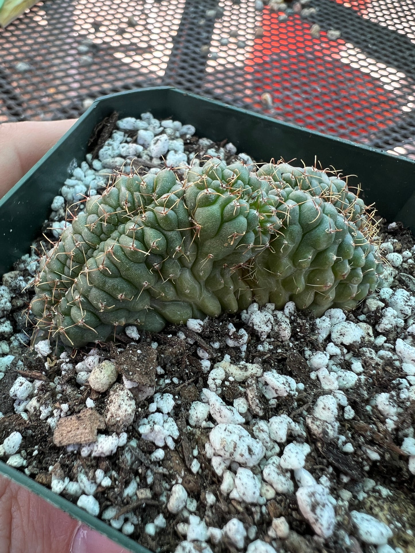 Gymnocalycium ochoterranae crest #12