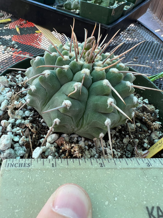 Gymnocalycium vatteri cactus in 6 inch pot very nice form