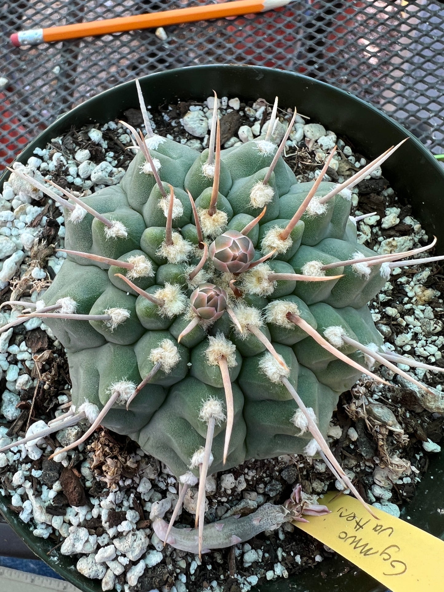 Gymnocalycium vatteri cactus in 6 inch pot very nice form