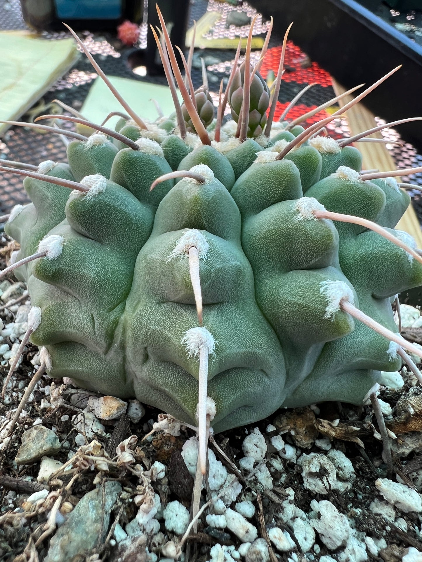 Gymnocalycium vatteri cactus in 6 inch pot very nice form