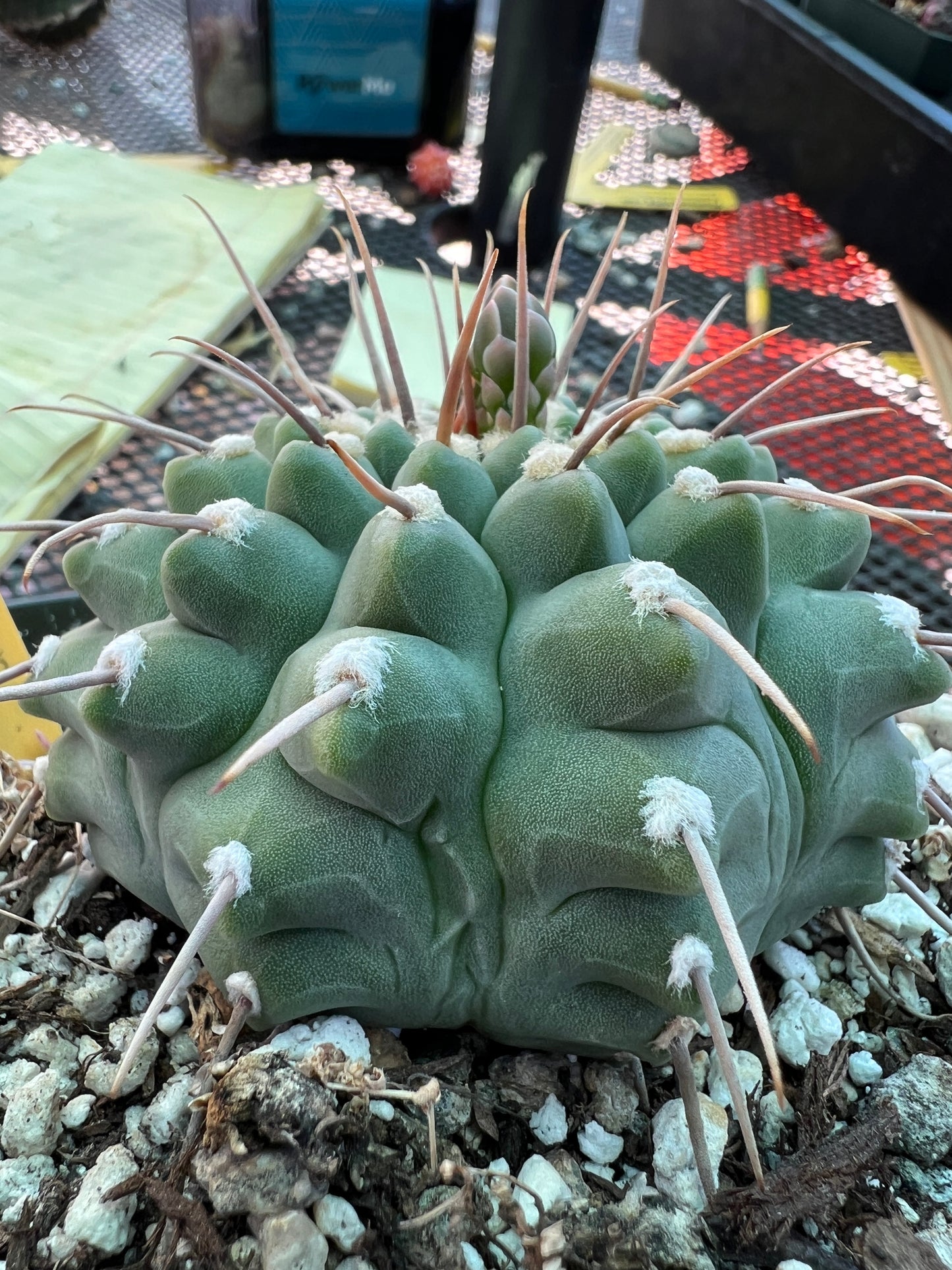 Gymnocalycium vatteri cactus in 6 inch pot very nice form