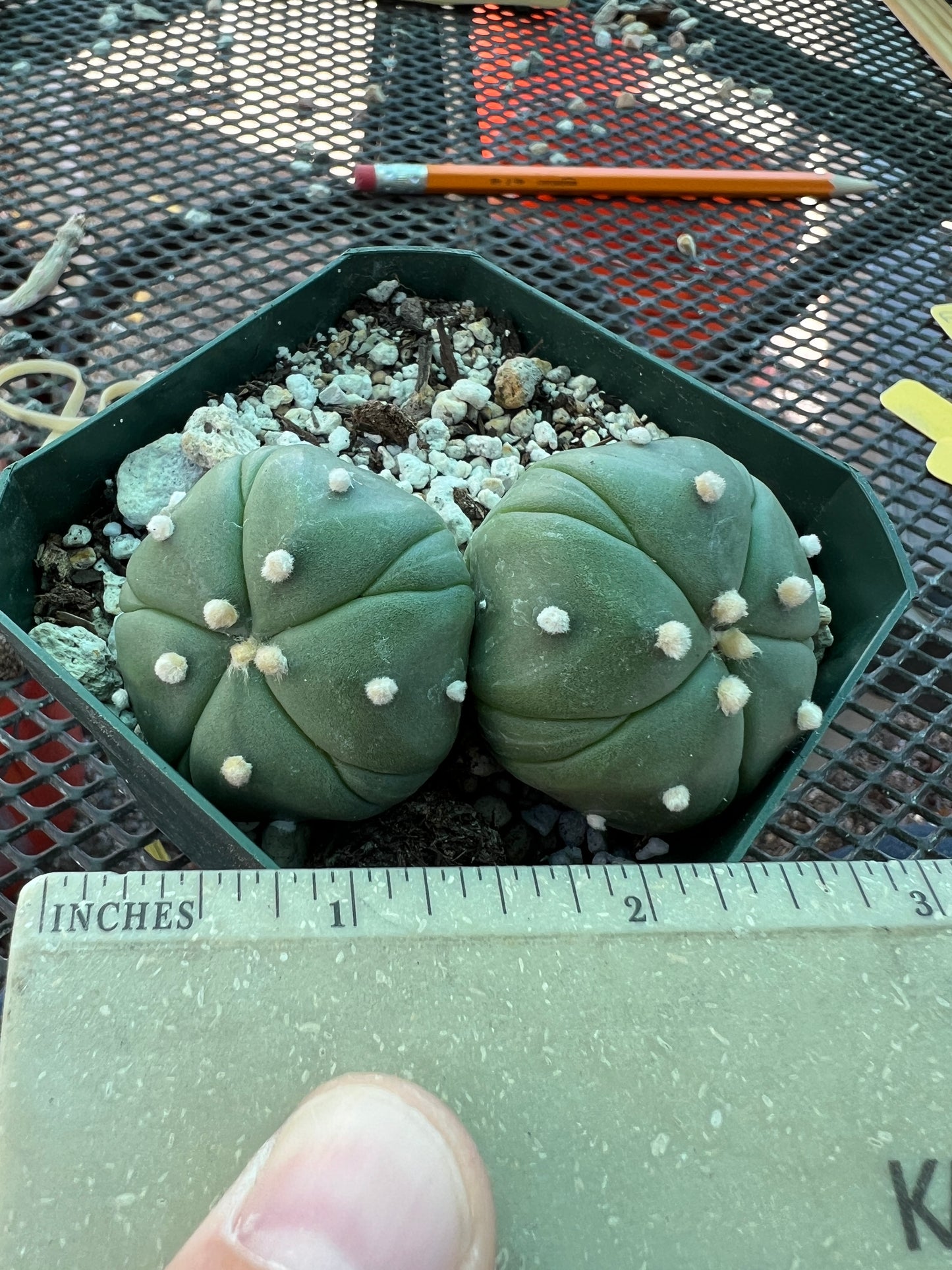 Astrophytum asterias two headed 5 ribs cactus