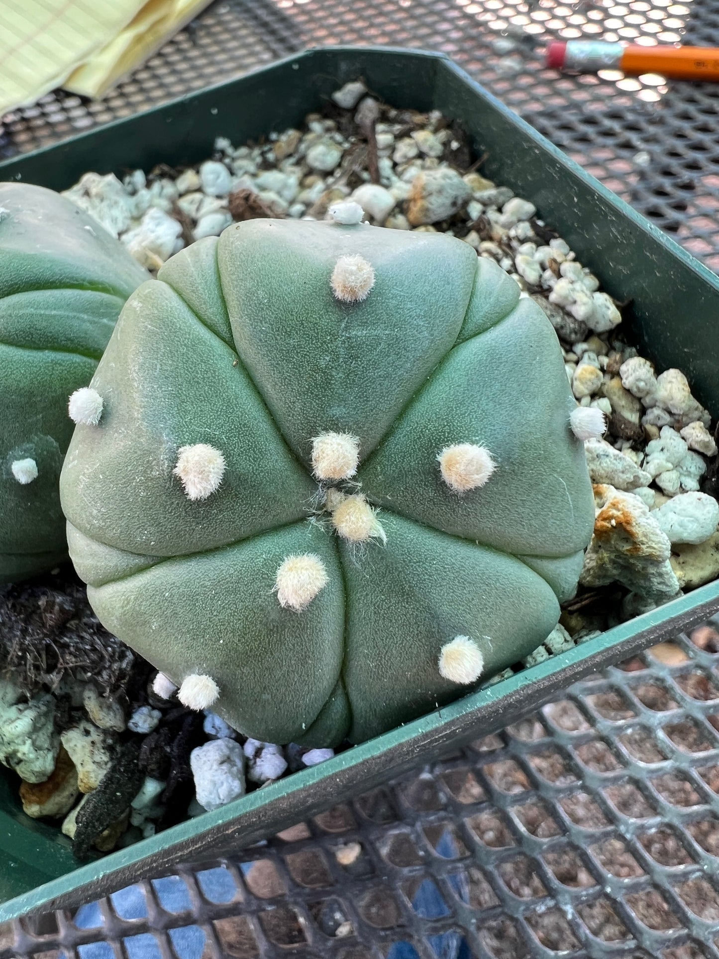 Astrophytum asterias two headed 5 ribs cactus