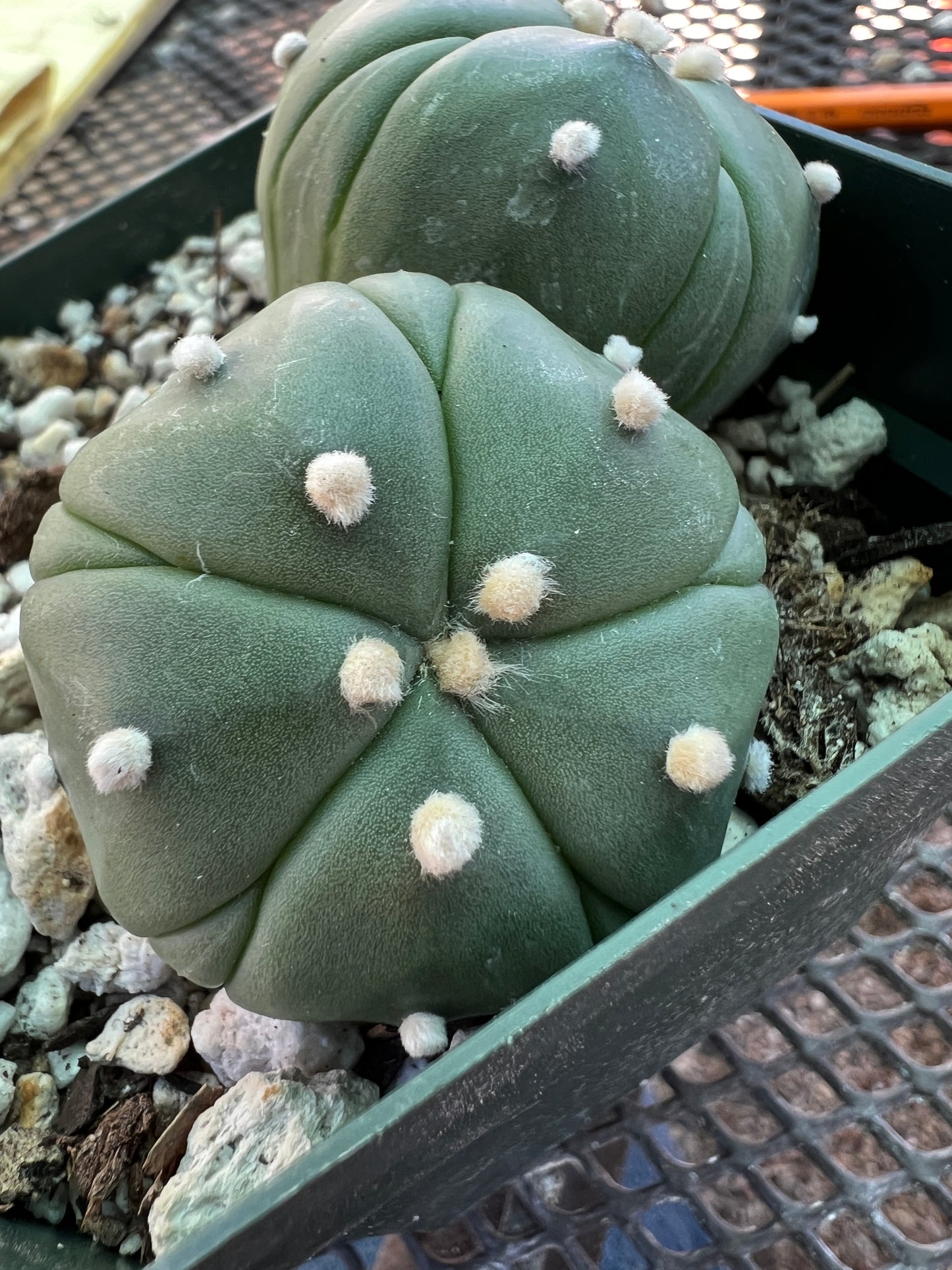 Astrophytum asterias two headed 5 ribs cactus