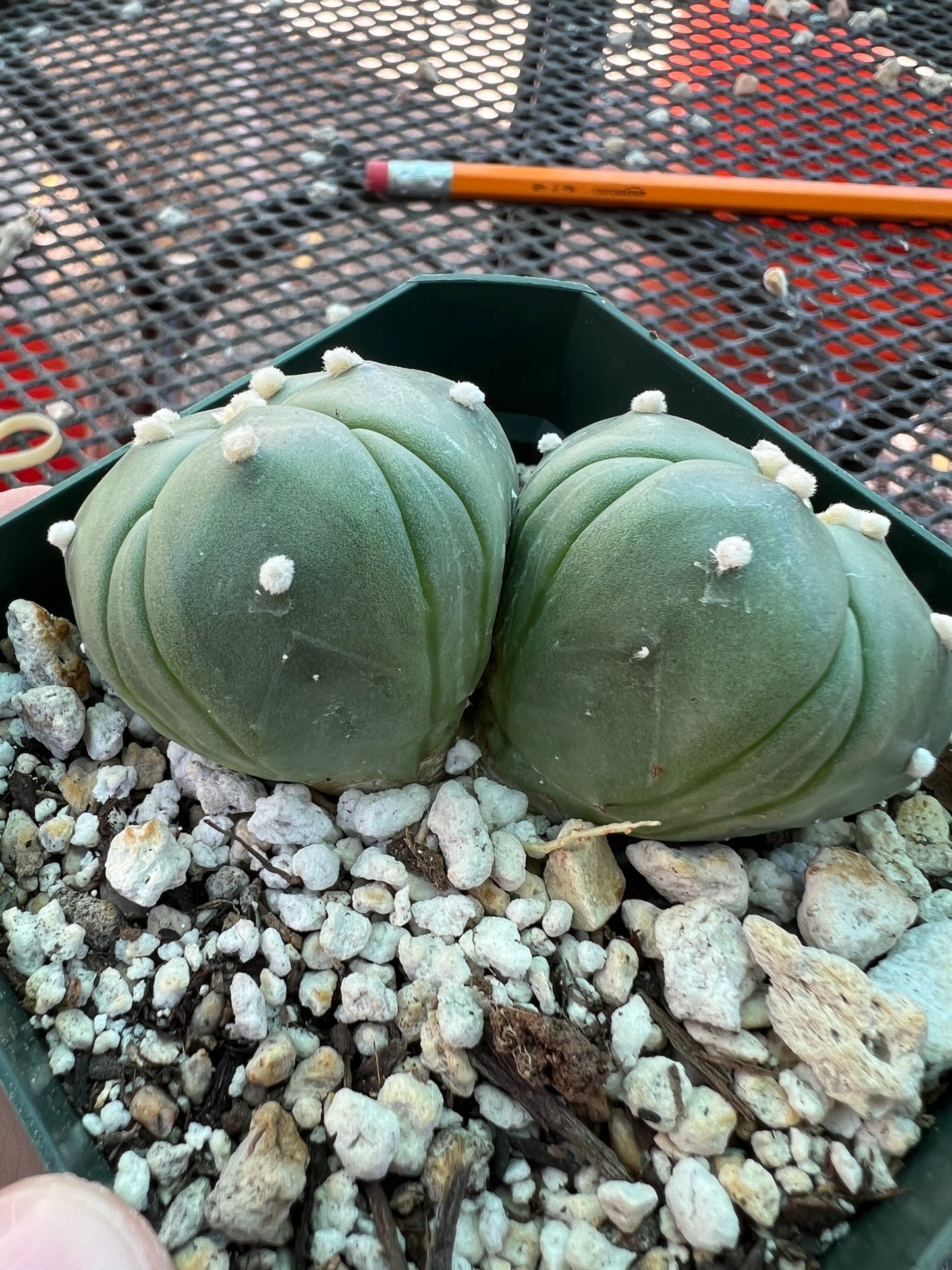 Astrophytum asterias two headed 5 ribs cactus