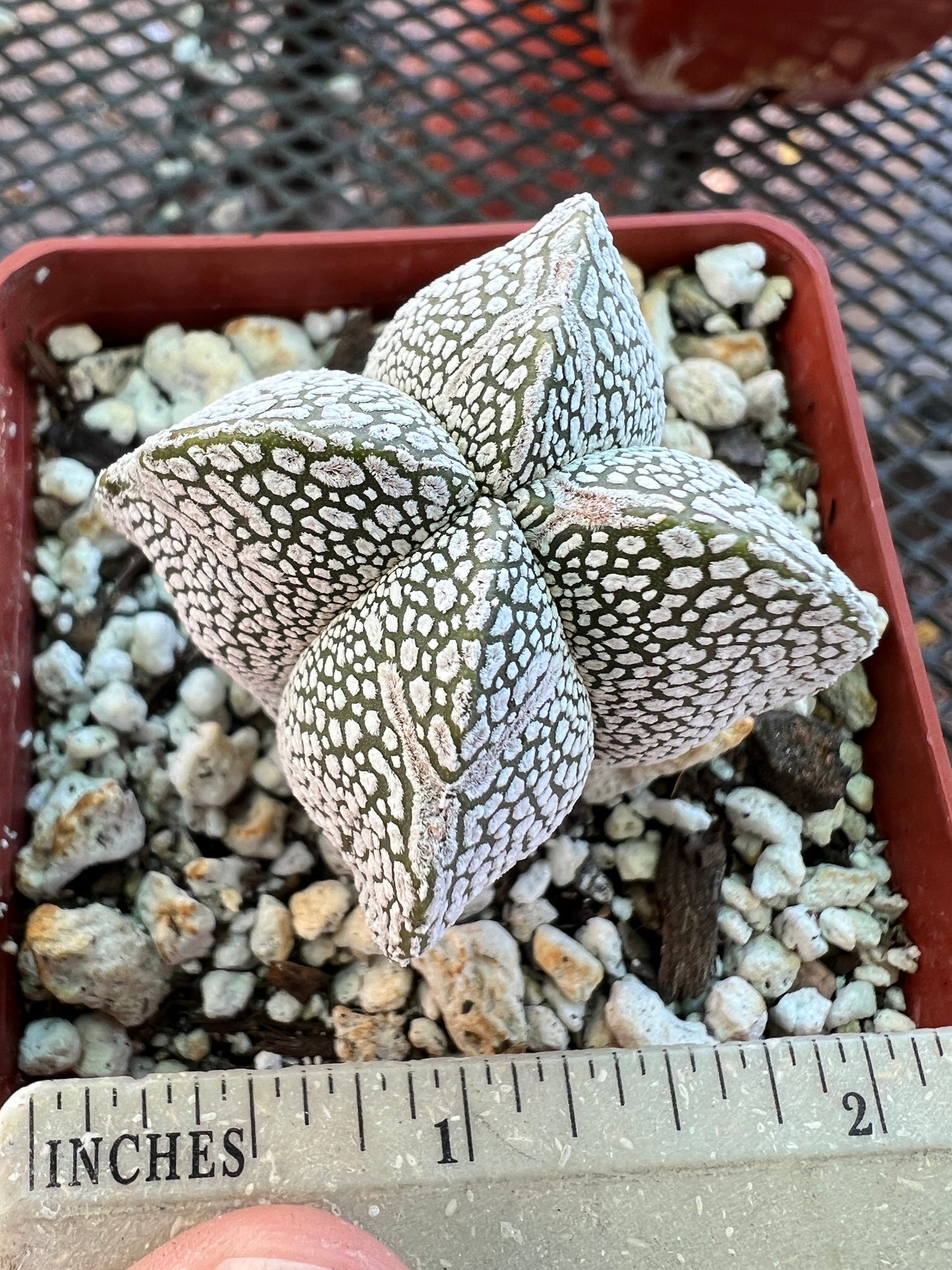 Astrophytum onzuka cactus #1