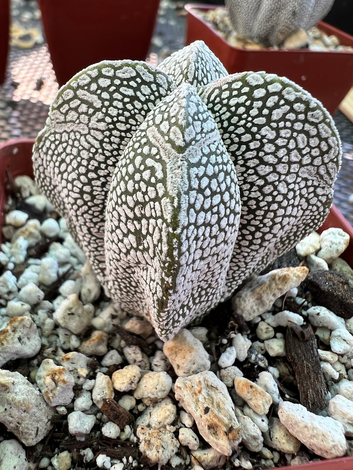 Astrophytum onzuka cactus #1