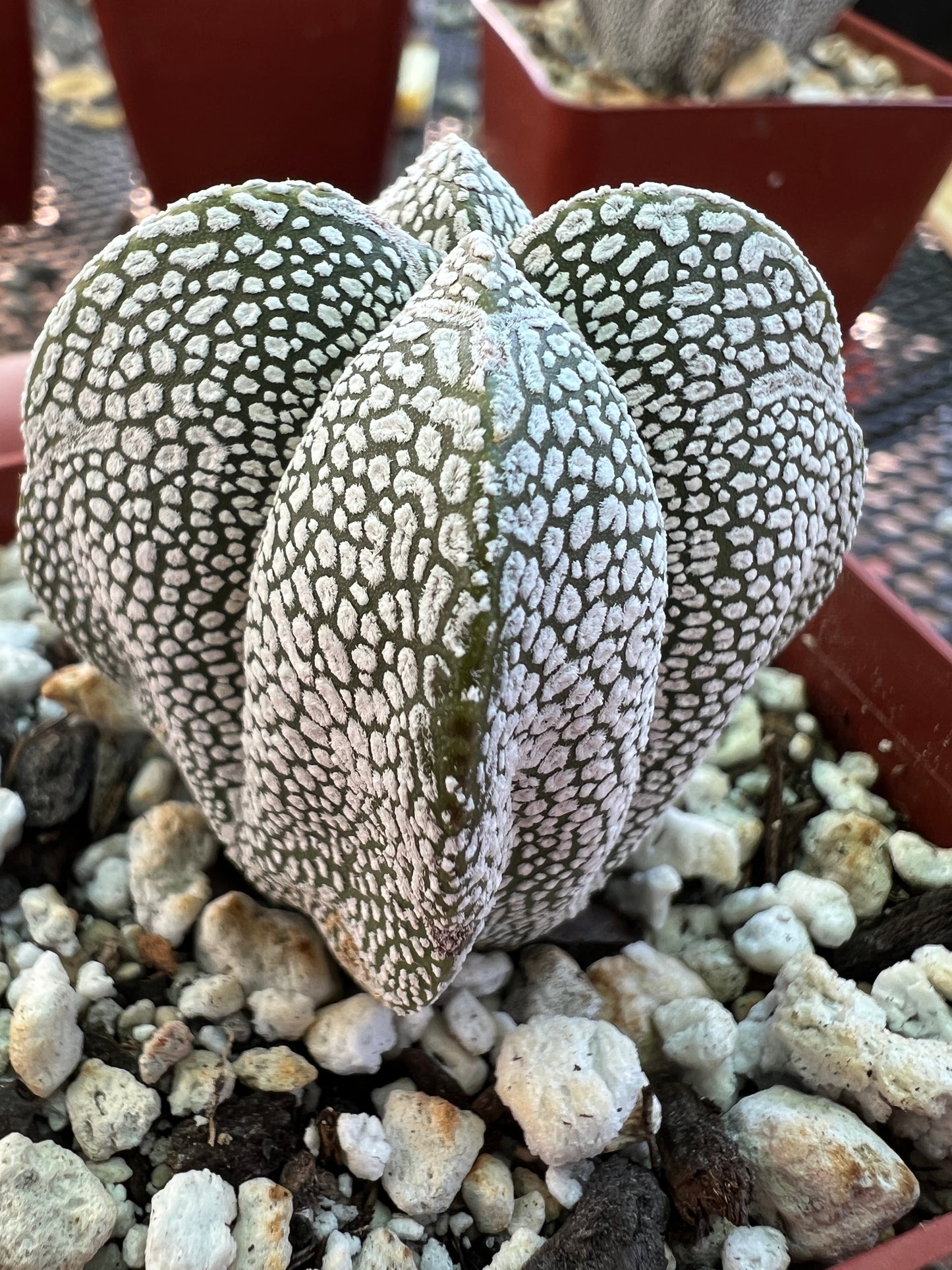 Astrophytum onzuka cactus #1