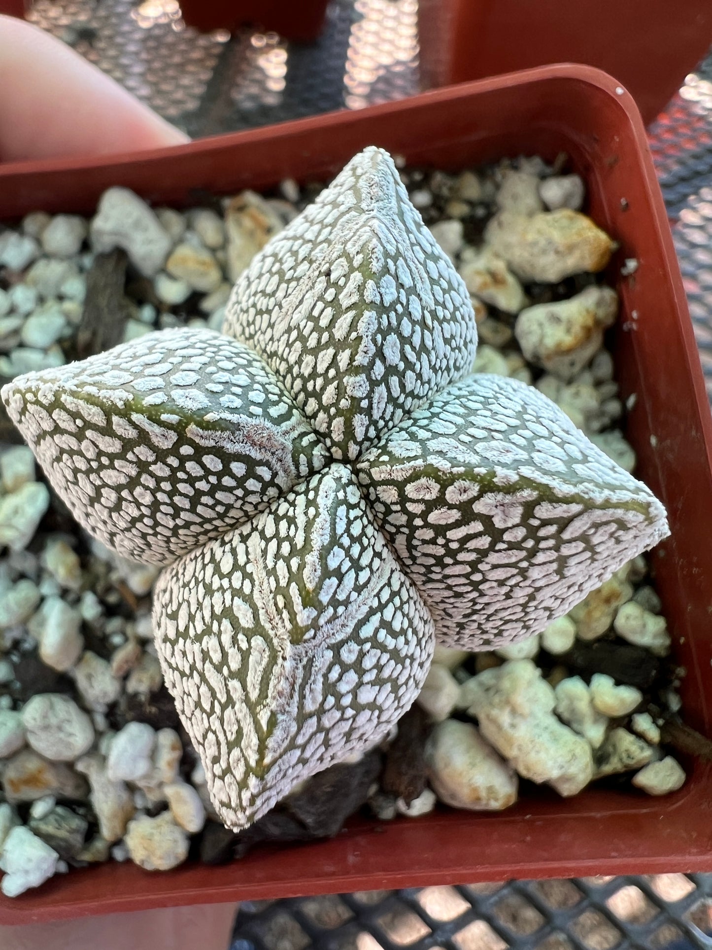 Astrophytum onzuka cactus #1