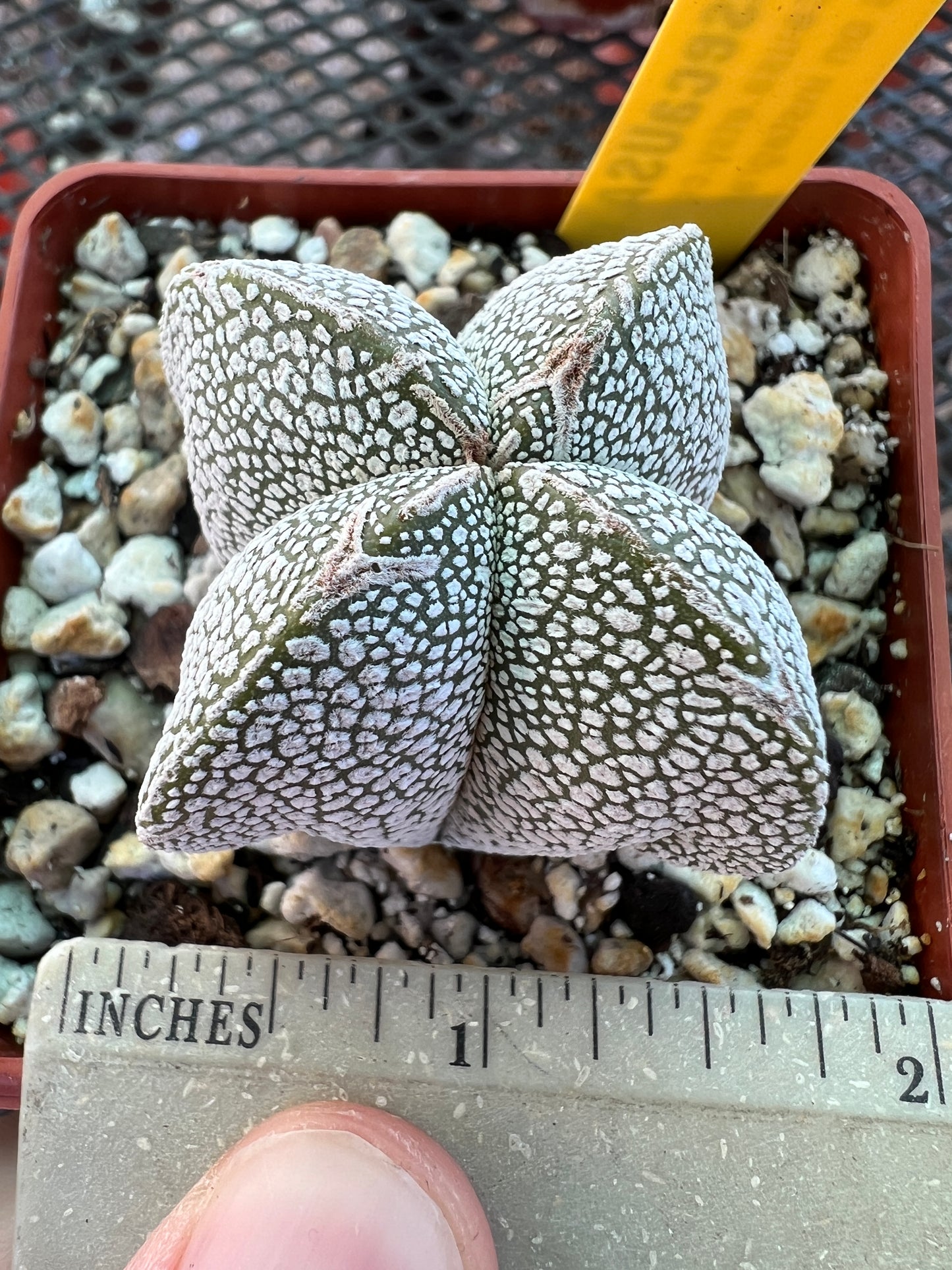 Astrophytum onzuka cactus #2