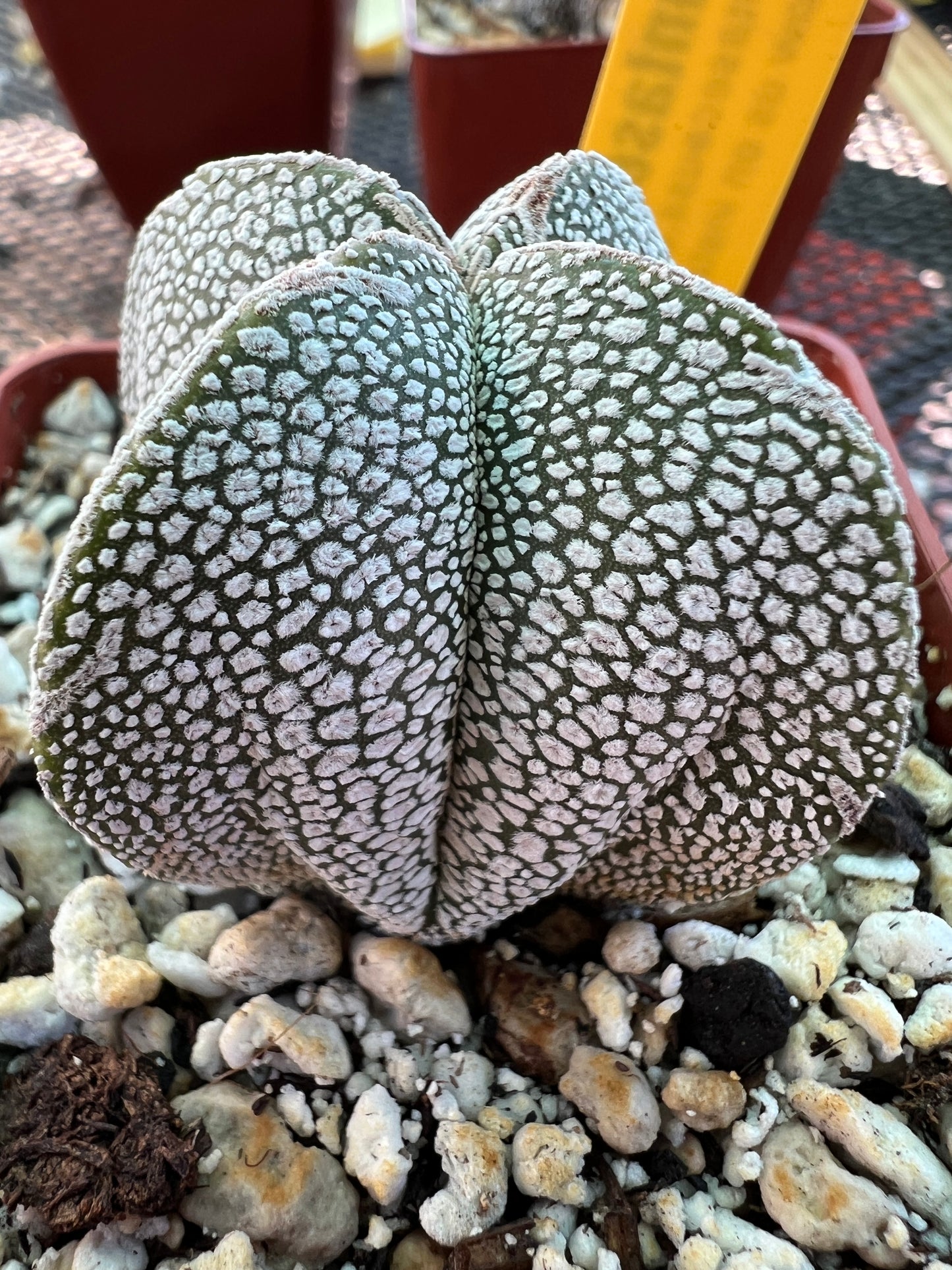 Astrophytum onzuka cactus #2