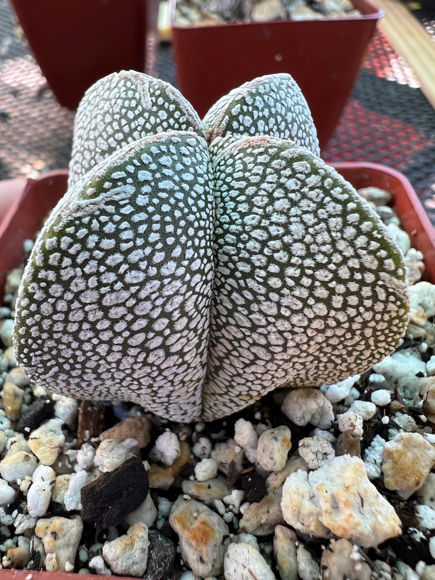 Astrophytum onzuka cactus #2