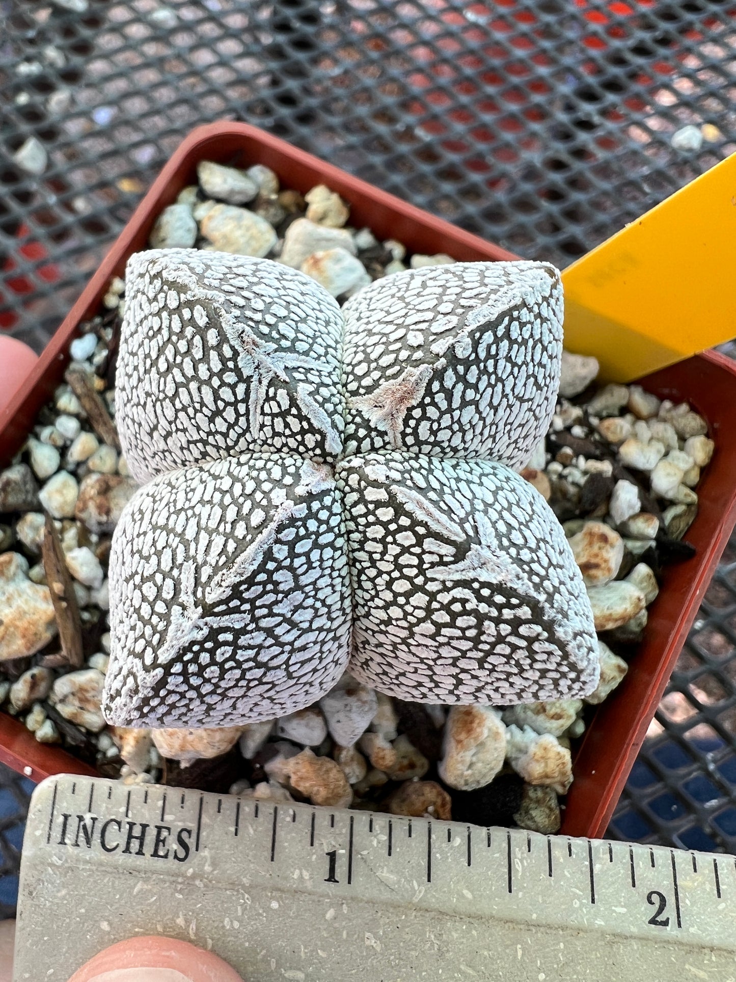 Astrophytum onzuka cactus #3