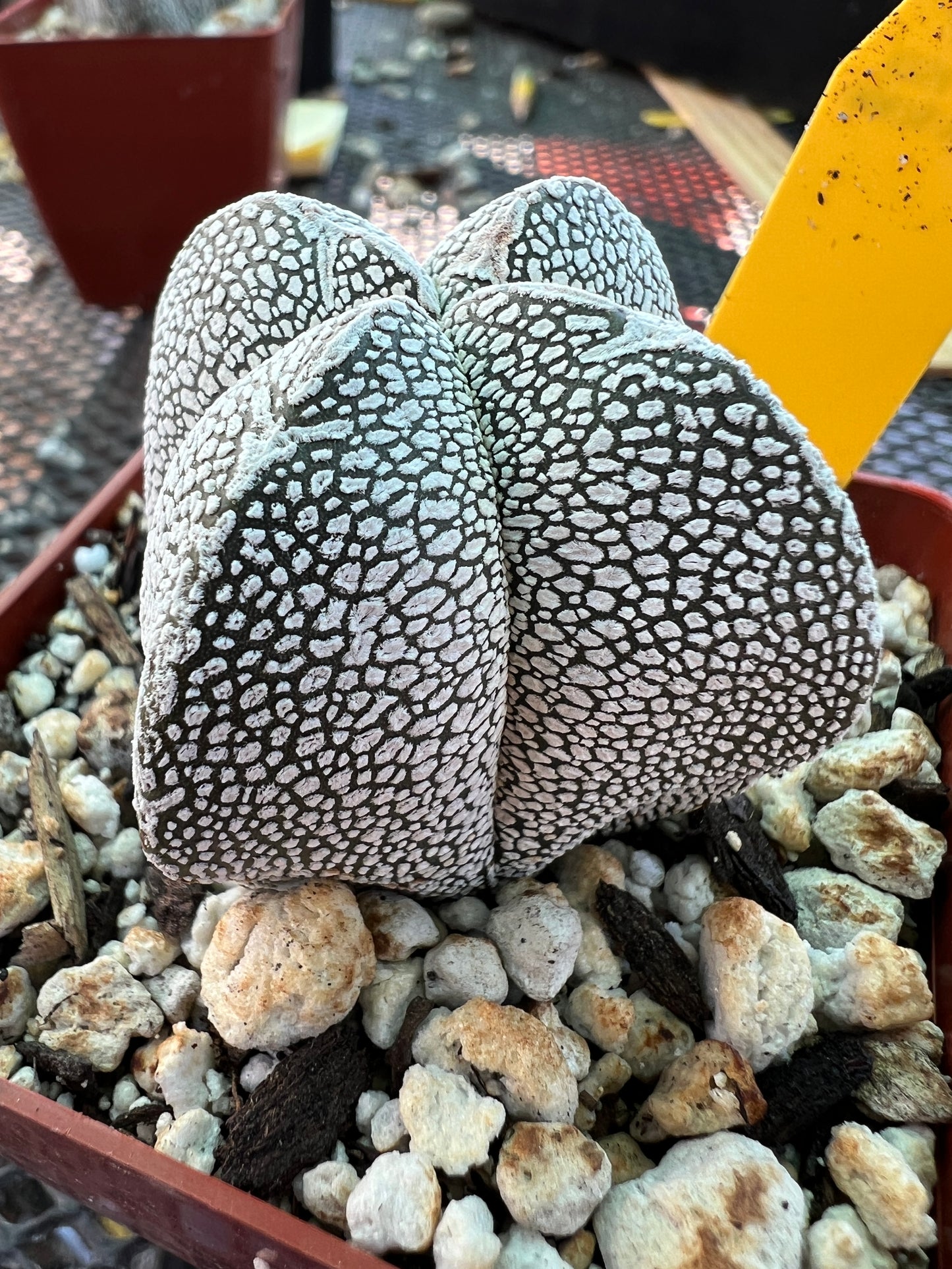 Astrophytum onzuka cactus #3