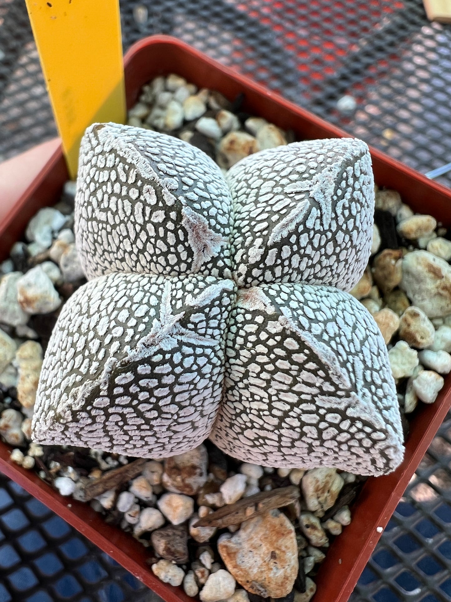 Astrophytum onzuka cactus #3