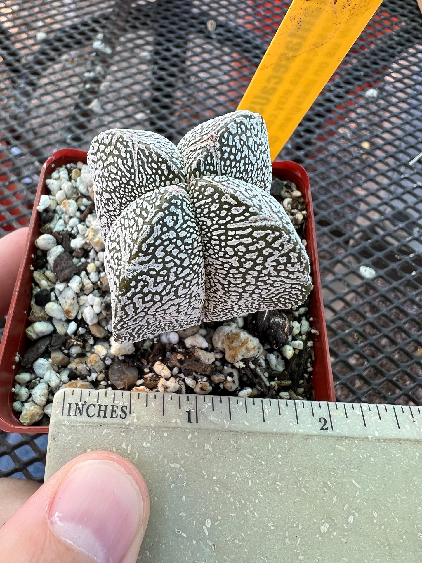 Astrophytum onzuka cactus #4