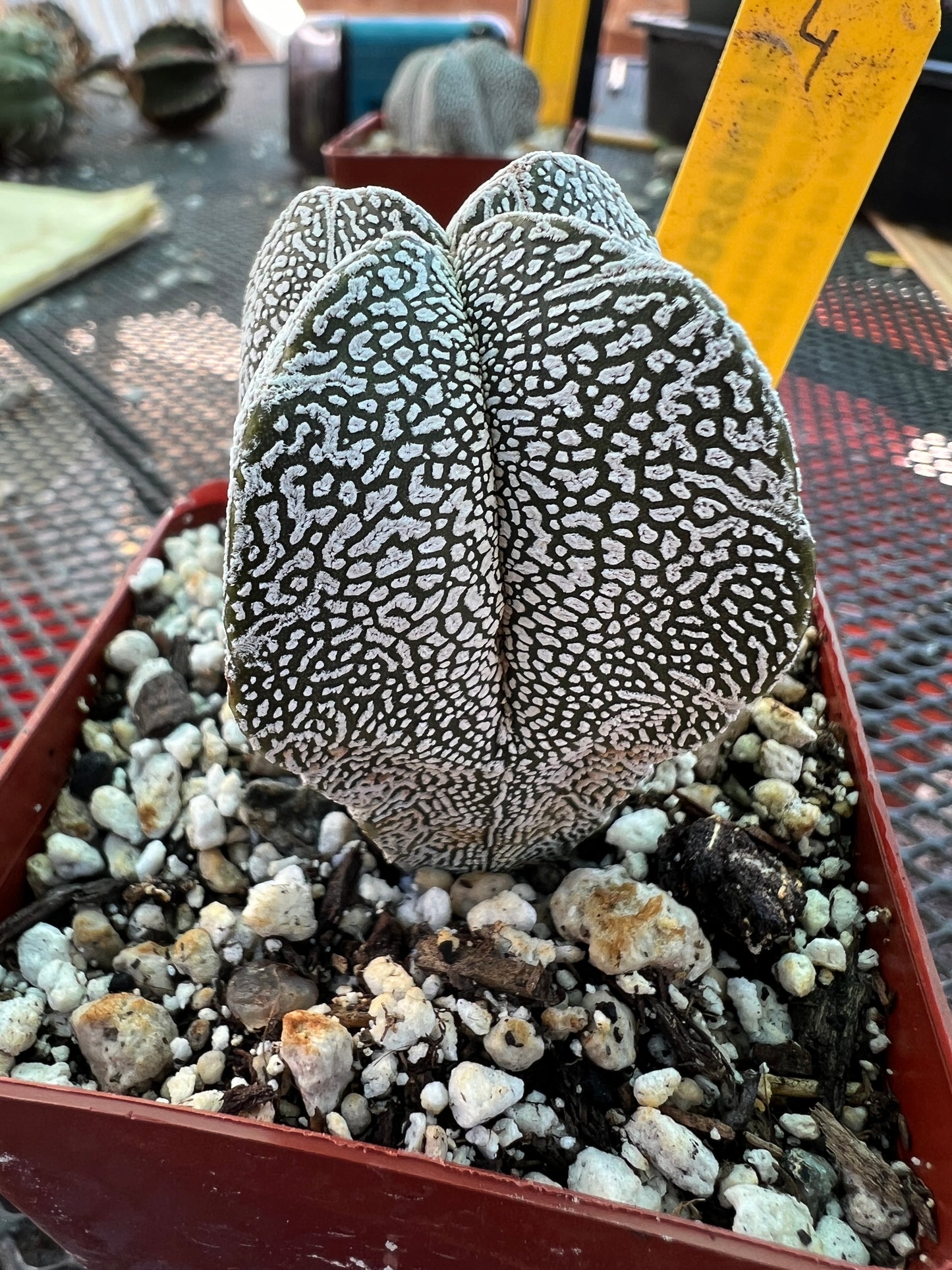 Astrophytum onzuka cactus #4