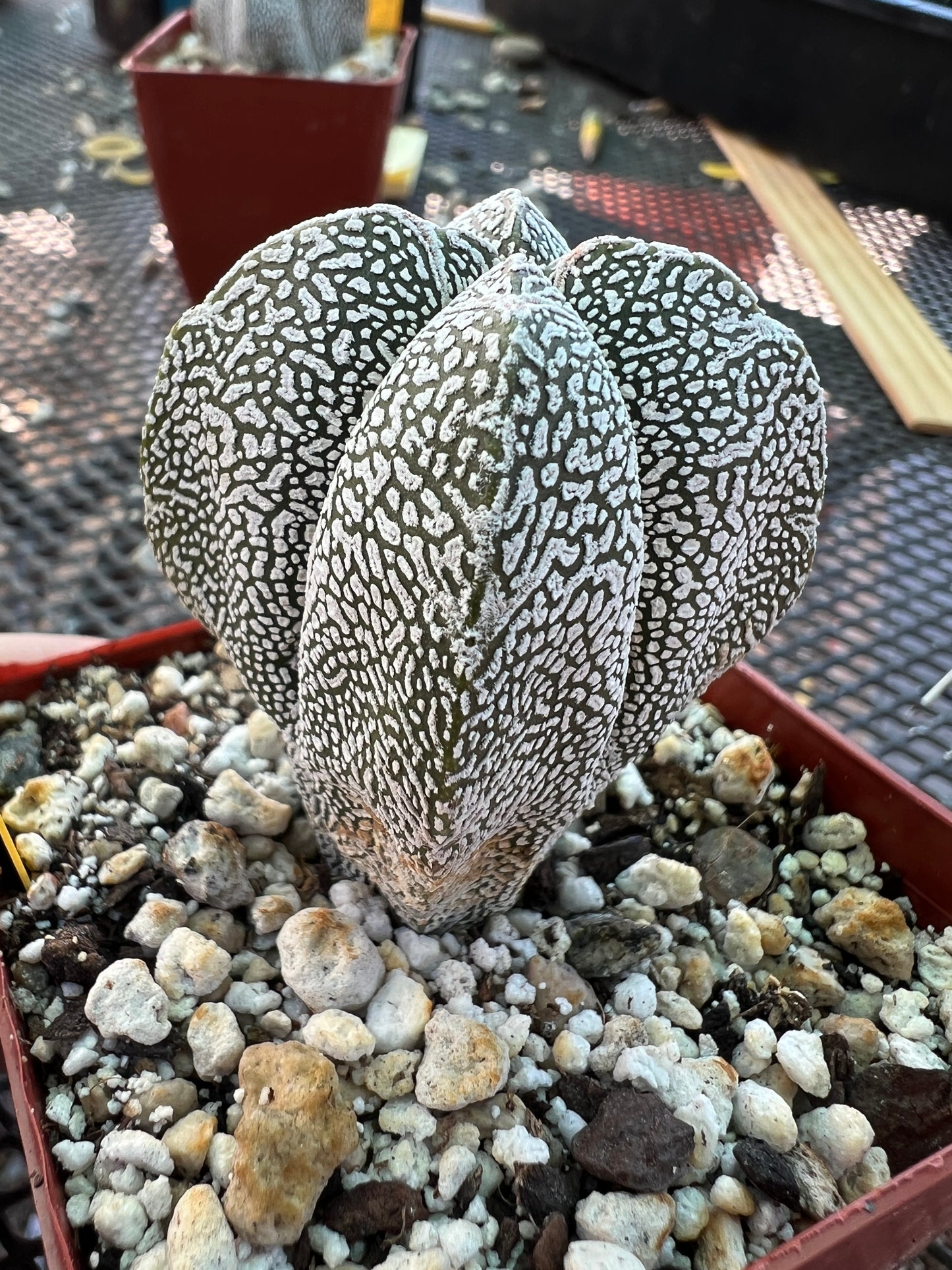 Astrophytum onzuka cactus #4