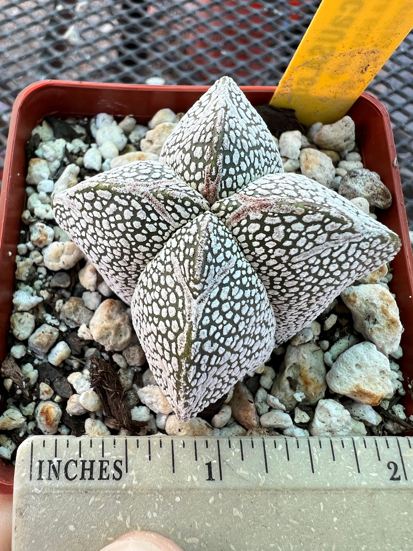 Astrophytum onzuka cactus #5